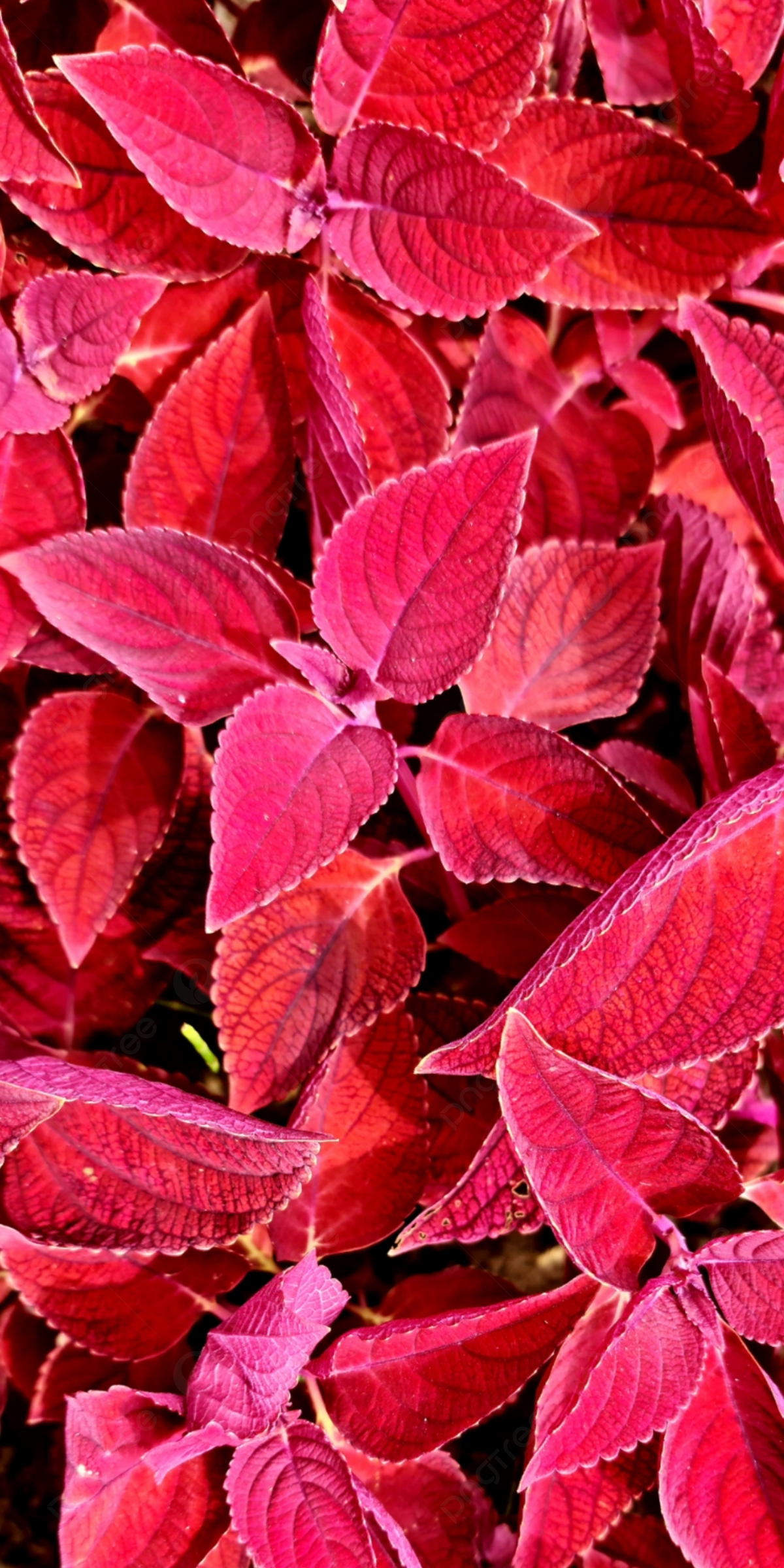 Rote Blätter, Pflanze, Muster, Natur, Hintergrundbild für iPhone und Android