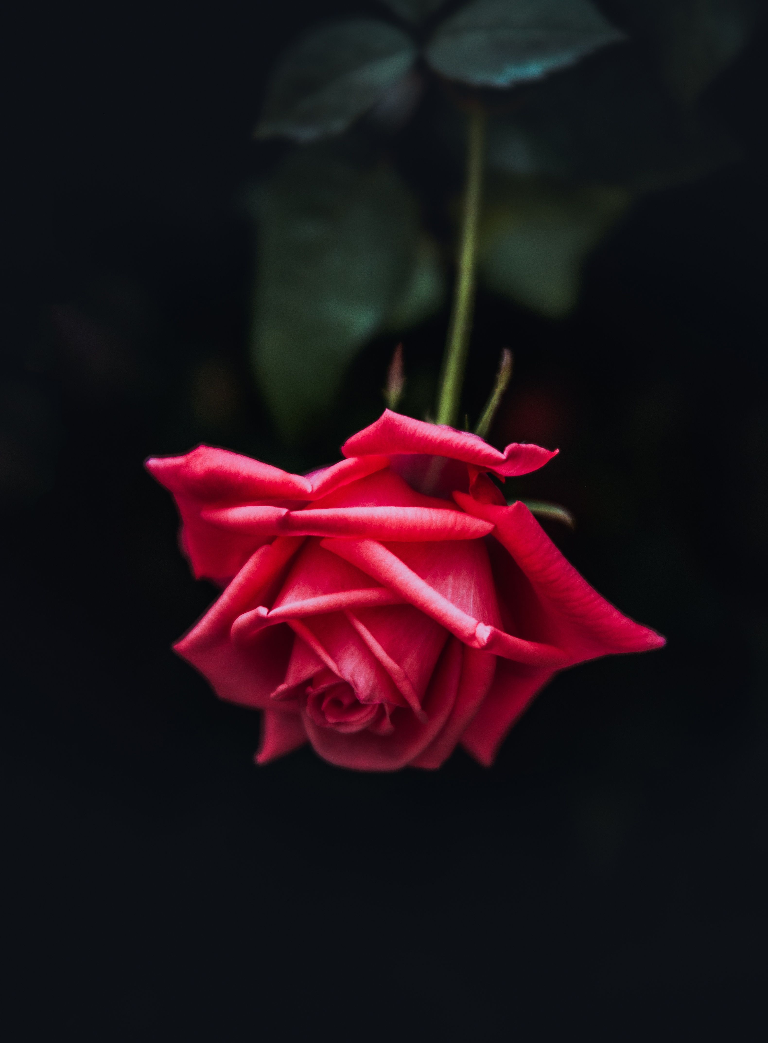 Rote Rose, Kopfüber, Dunkler Hintergrund, Blume, QHD+ Wallpaper