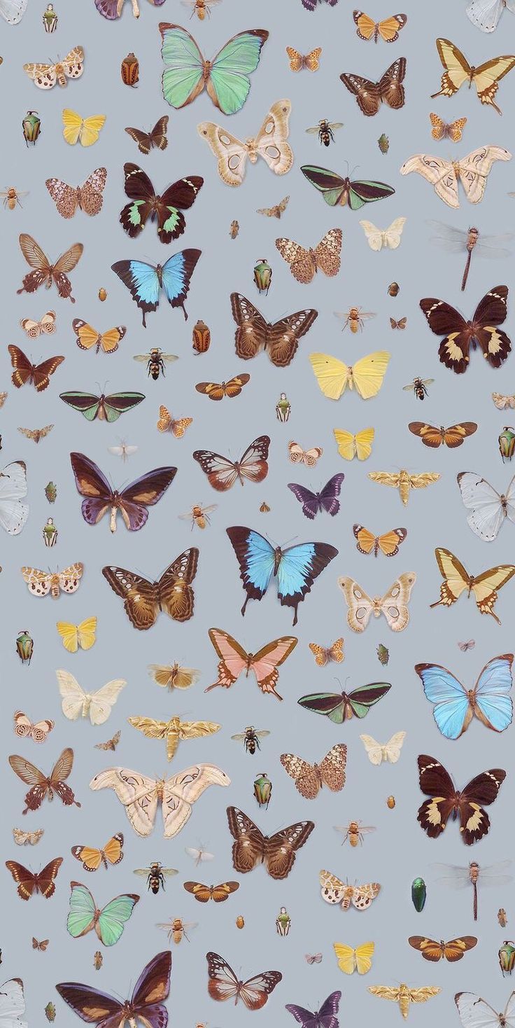 Schmetterlingssammlung, Bunte Falter, Muster, Grauer Hintergrund, Vintage, Sperrbildschirm fürs iPhone