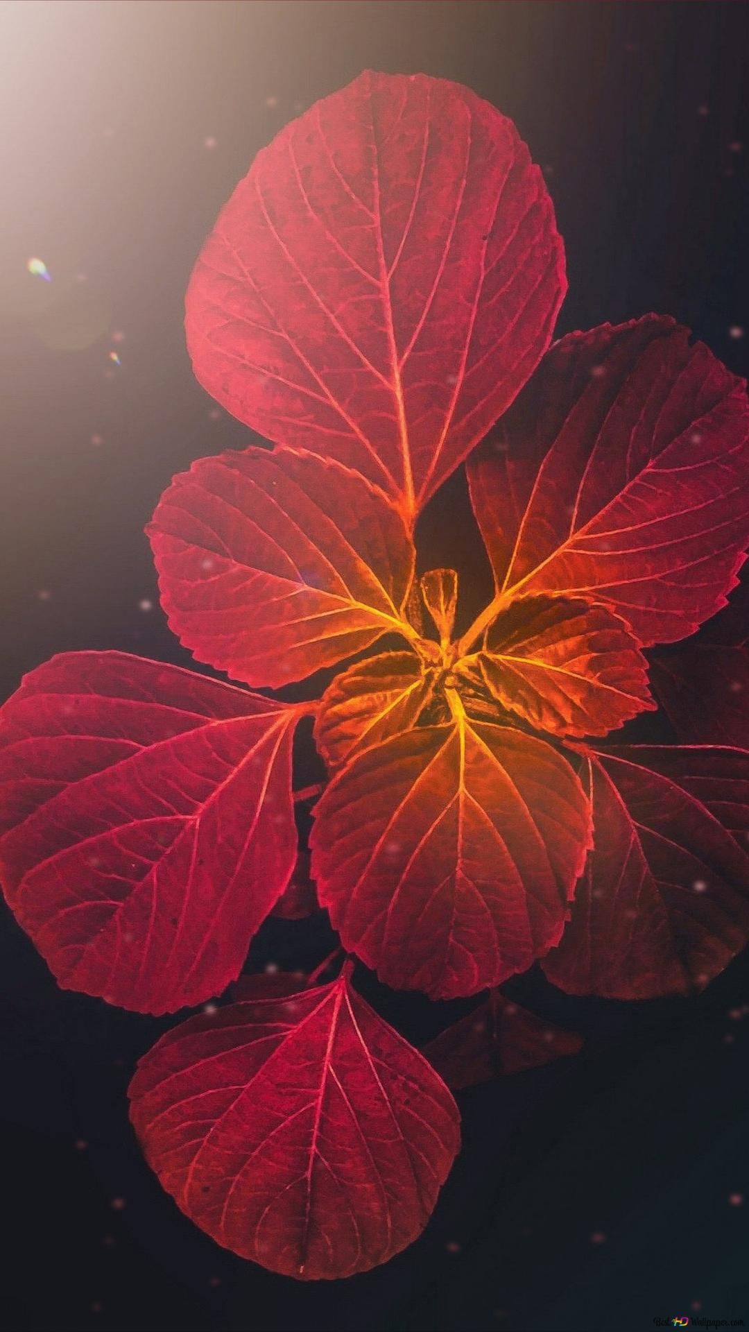 Rotes Blatt, Pflanze, Makro, Natur, Full HD, Handy-Hintergrund im Hochformat