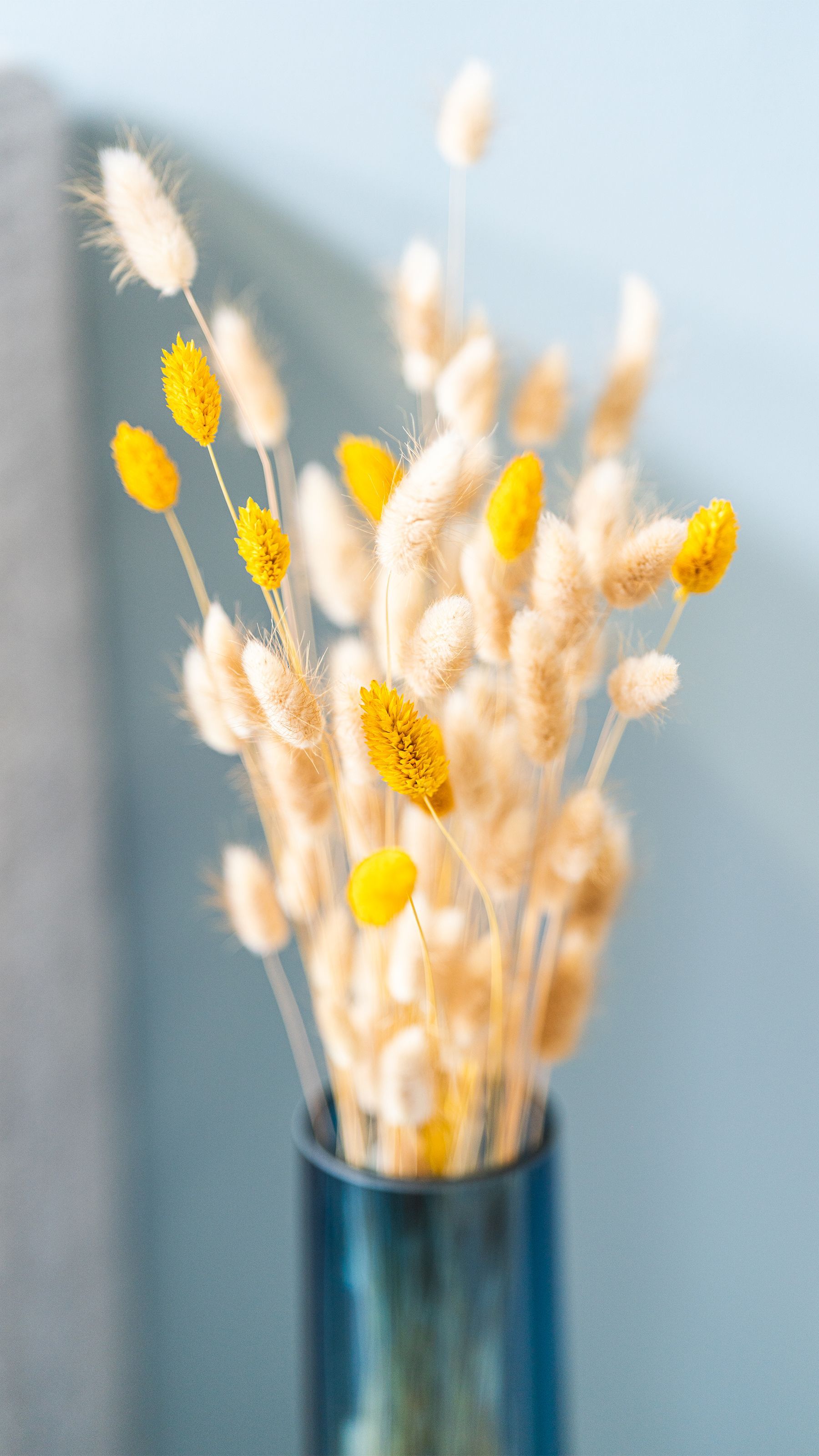 Trockenblumen, Vase, Hellblau, Stillleben, QHD+, Handy-Hintergrund im Hochformat