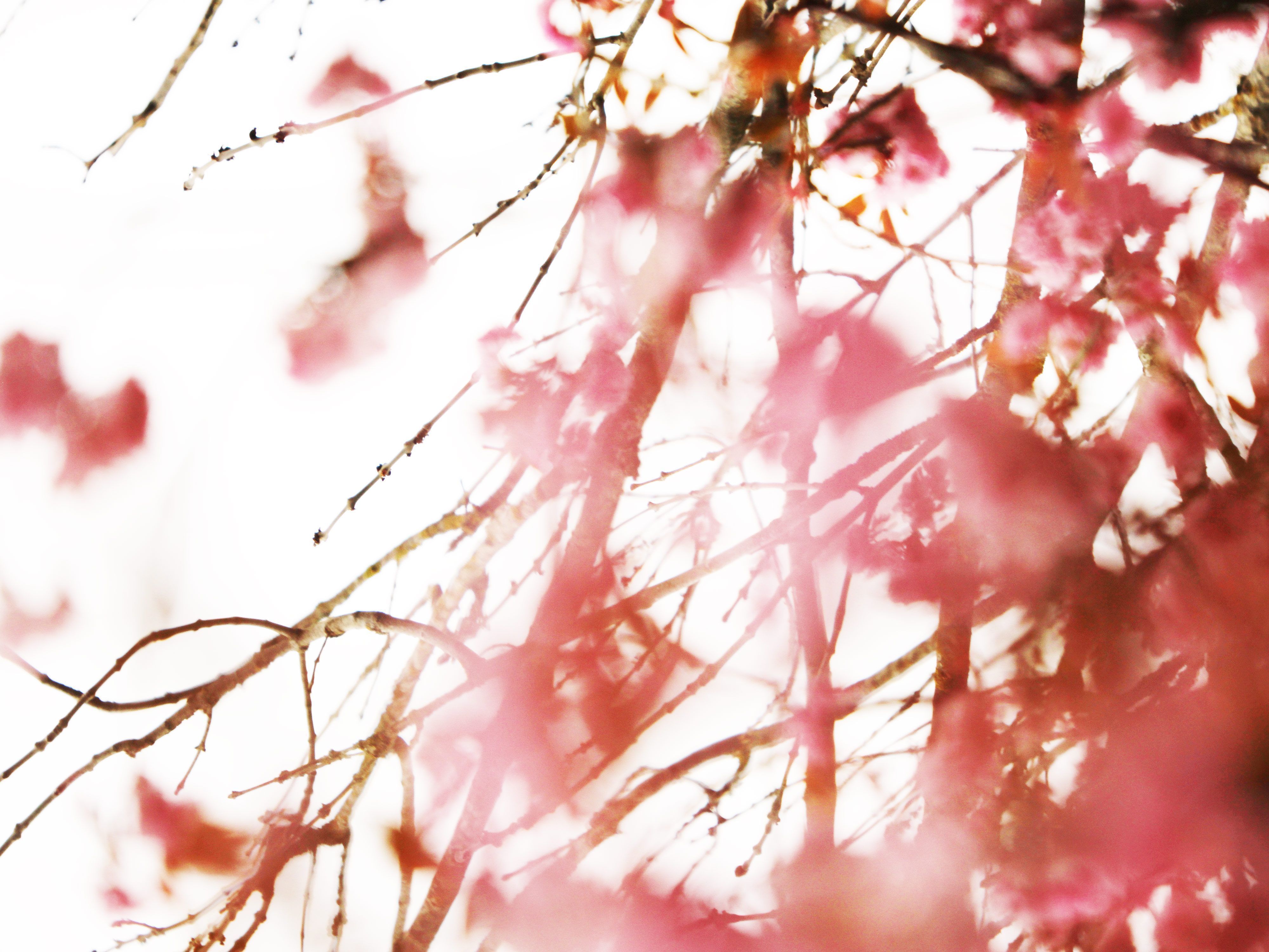 Kirschblüten, Zweige, Rosa, Hell, 4K, Hintergrundbild fürs Tablet