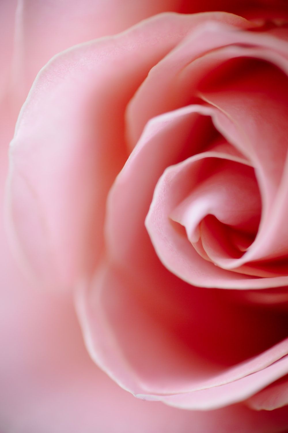 Rose, Blütenblätter, Makro, Rosa, HD, Hintergrundbild fürs Handy