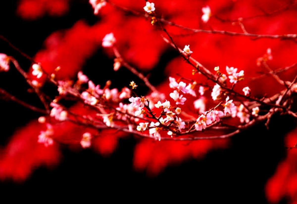Kirschblüten, Zweige, Blüten, Schwarzer Hintergrund, Wallpaper
