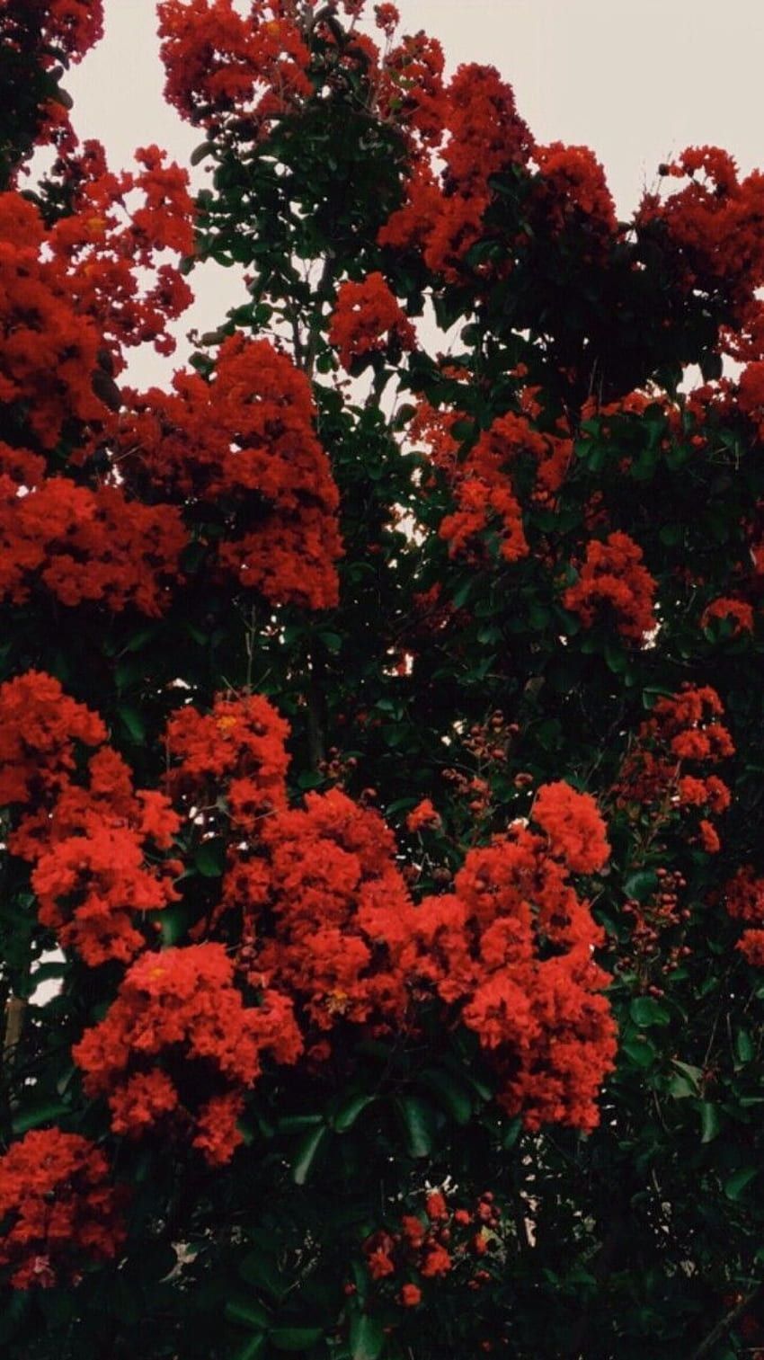 Rote Blüten, Strauch, Blumen, Natur, HD, Handy-Hintergrund im Hochformat