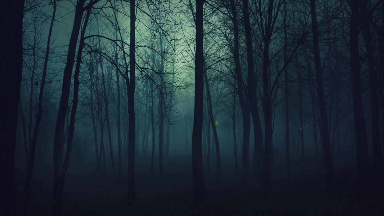 Wald, Nebel, Baumstämme, Düster, HD, Hintergrund für den Desktop