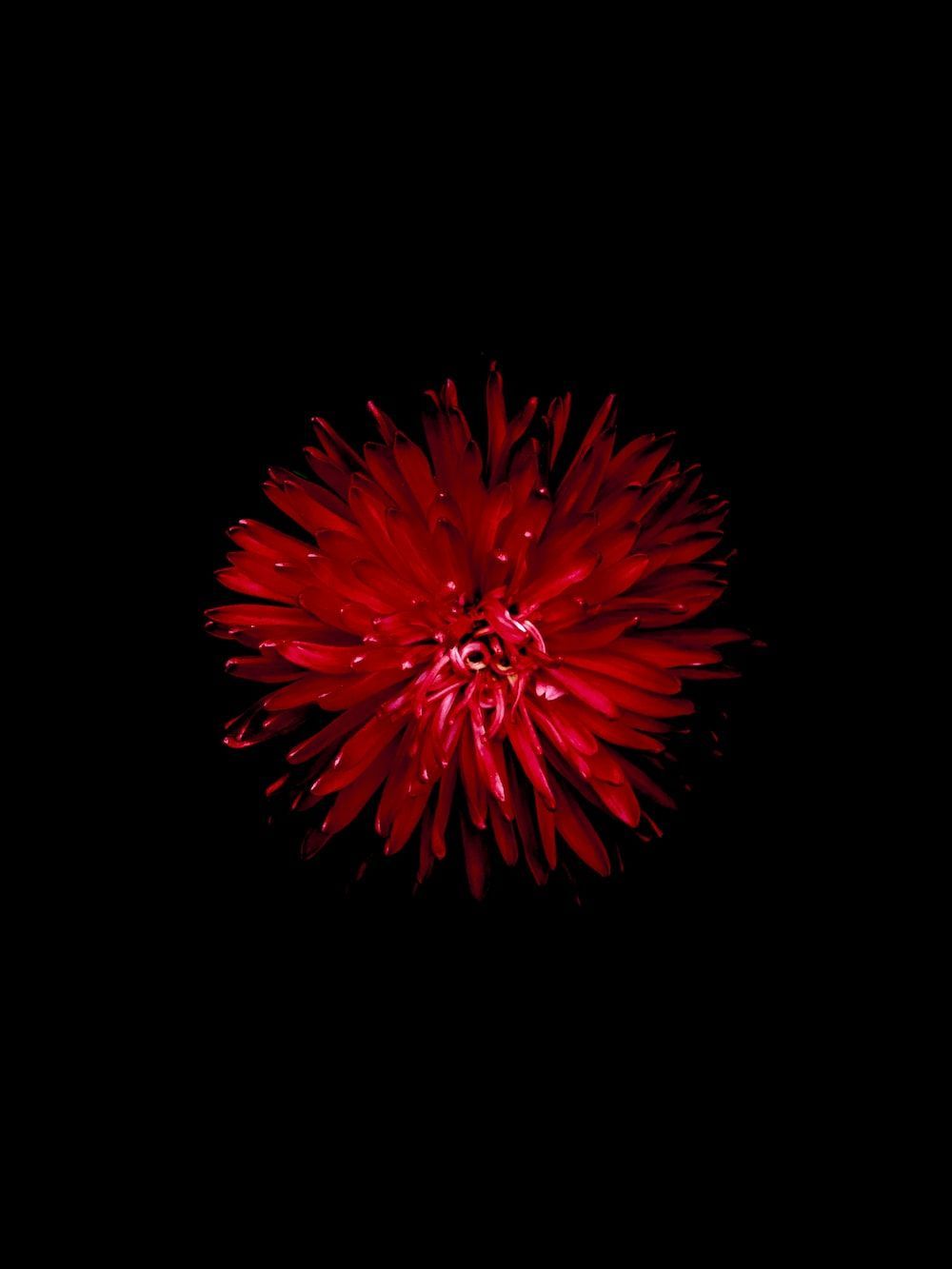 Feuerwerk, Schwarzer Hintergrund, Minimalismus, HD Wallpaper