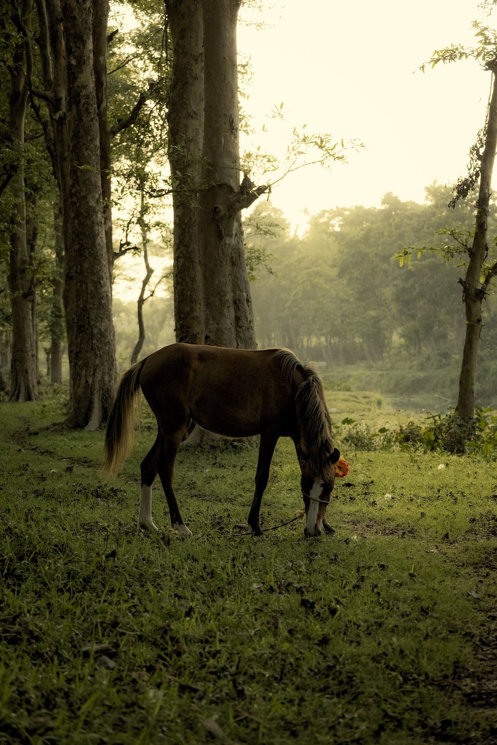 Pferd, Wald, Wiese, Grün, Hintergrundbild für iPhone und Android