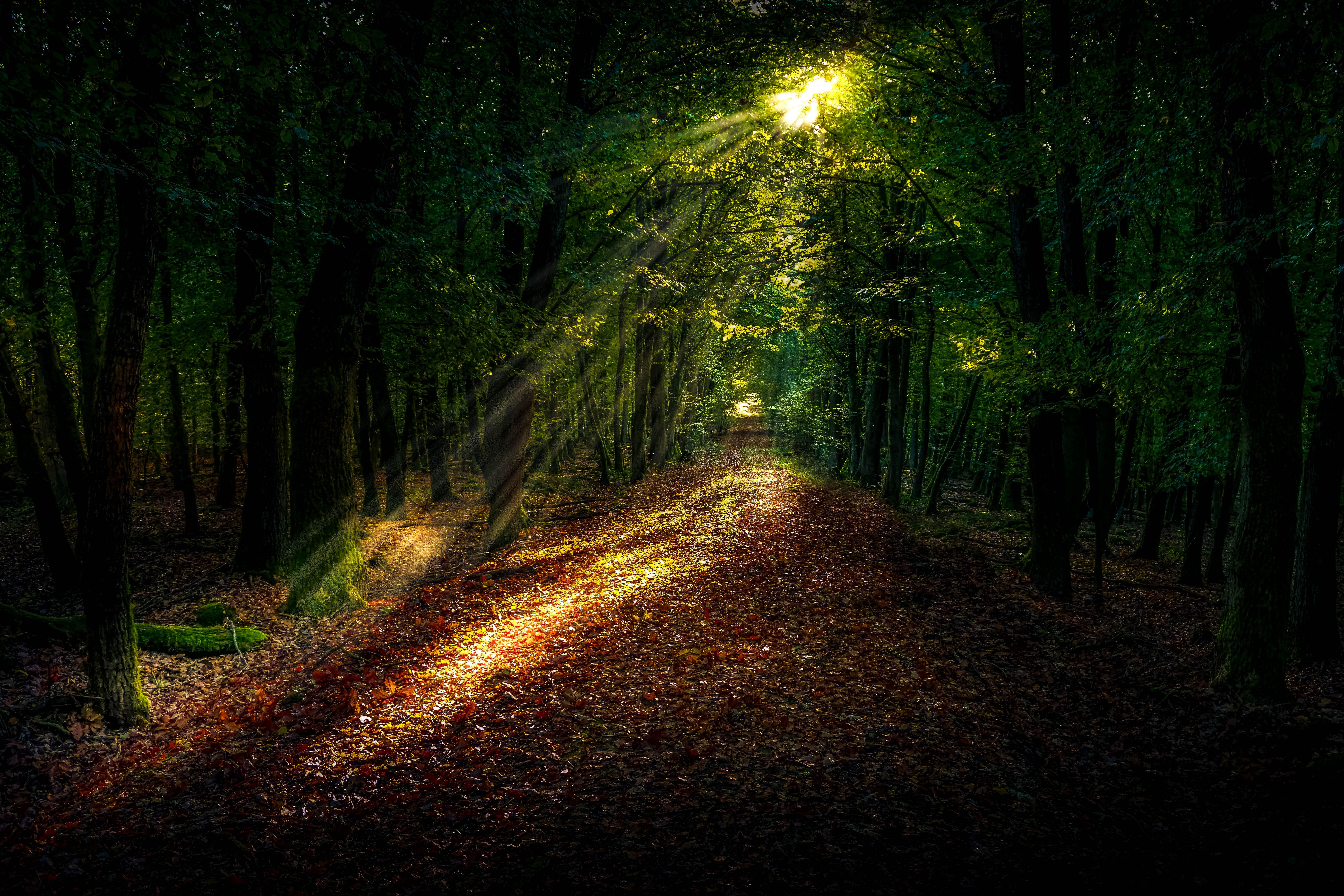 Waldweg, Sonnenstrahlen, Laub, Grün, 6K, Desktop-Hintergrund für Windows