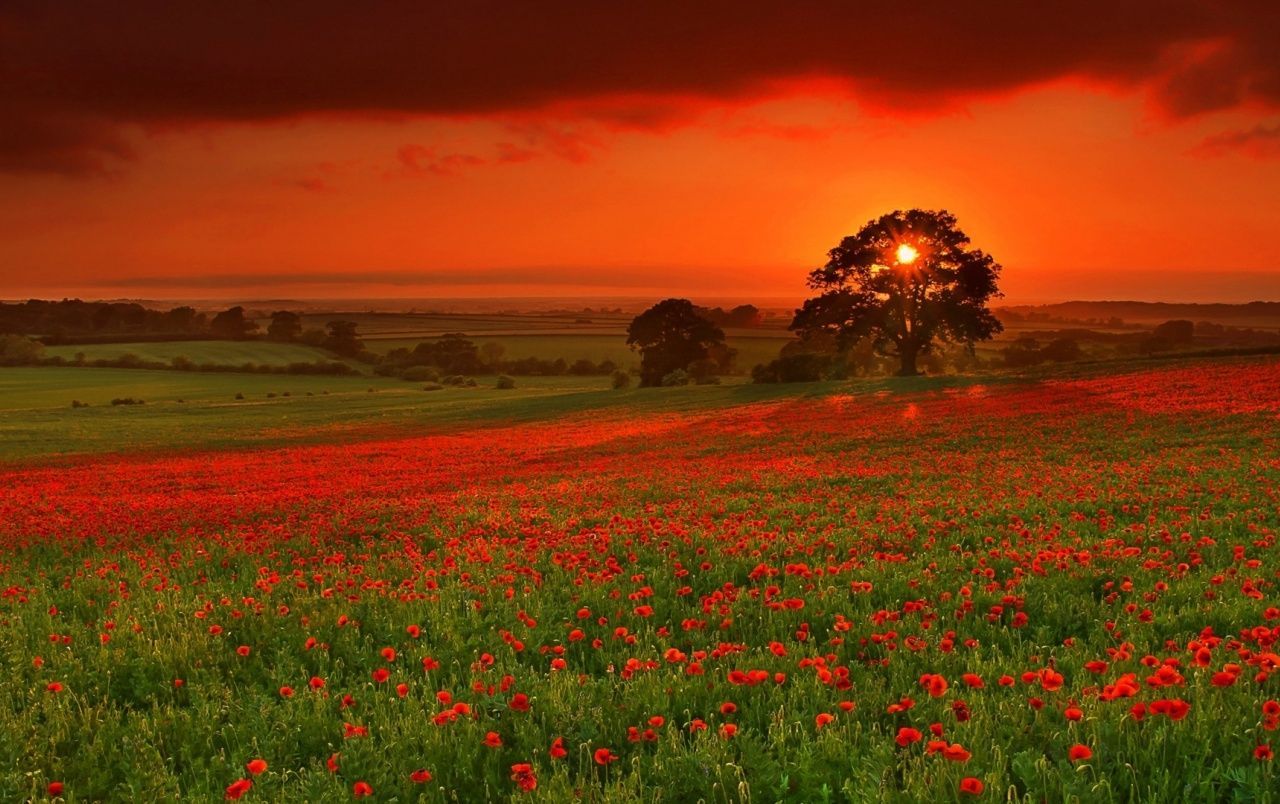 Mohnfeld, Sonnenuntergang, Baum, Landschaft, Roter Himmel, HD, Desktop-Hintergrund