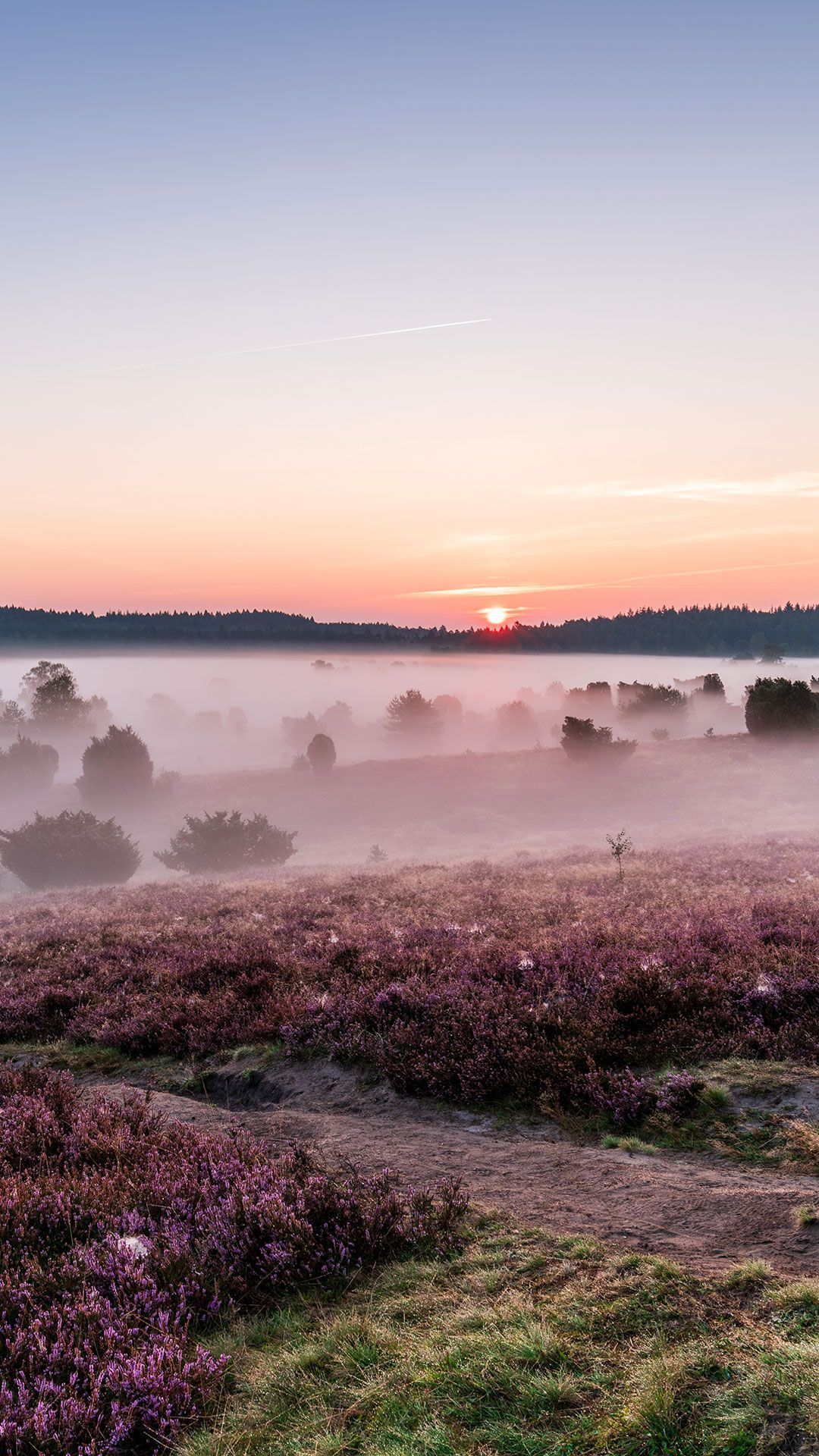 Heide, Nebel, Sonnenaufgang, Landschaft, Pastellhimmel, Full HD, Hintergrundbild fürs Handy
