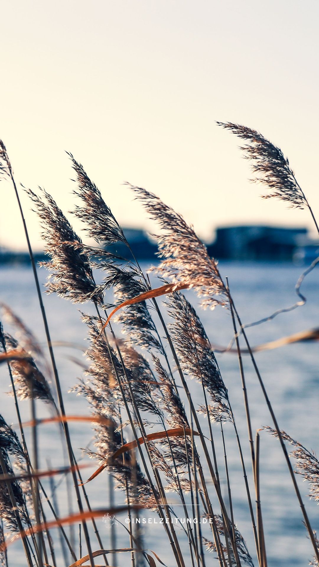 Schilf, Winter, Gegenlicht, Pastell, Full HD, Hintergrundbild fürs Handy