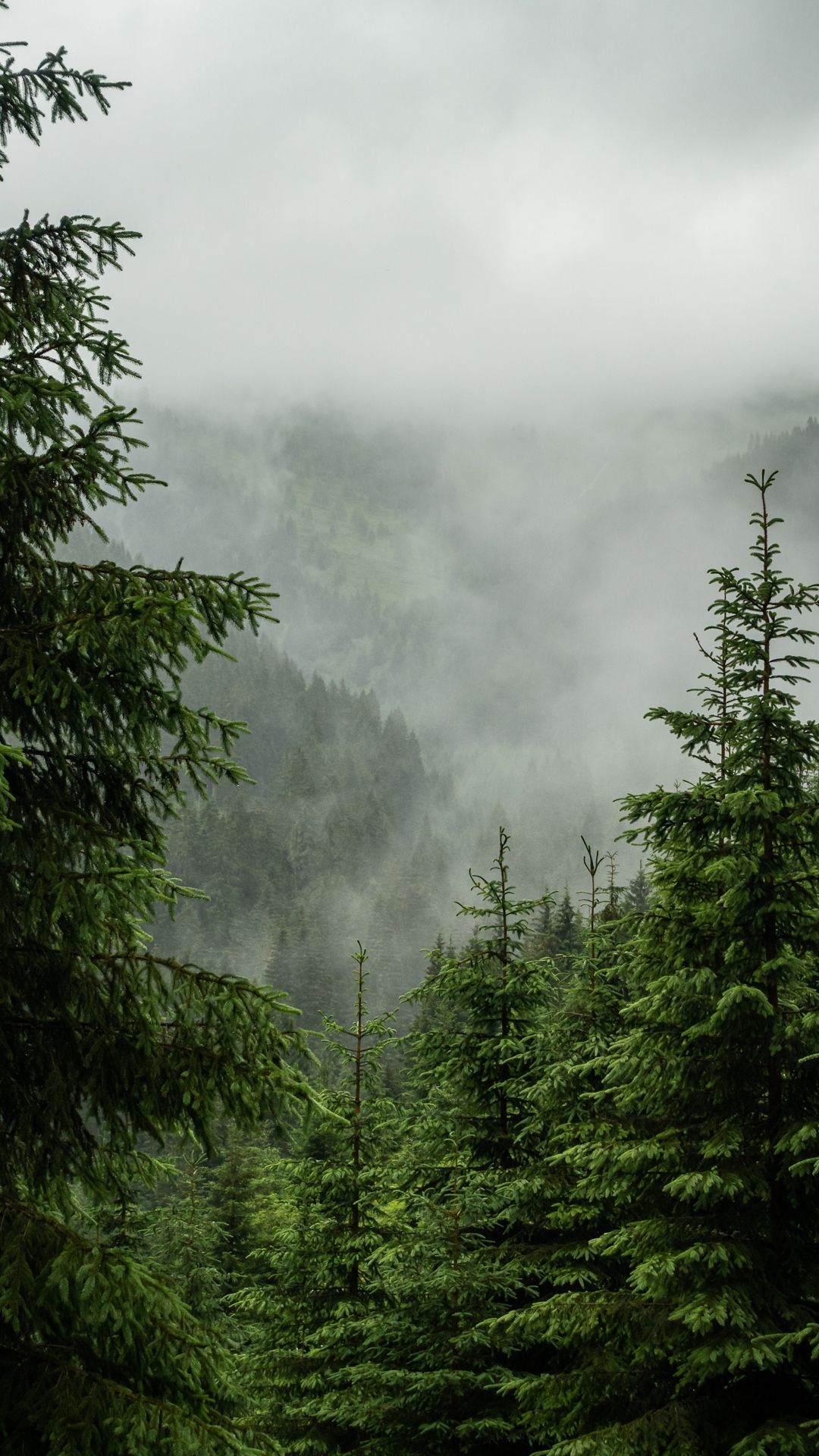 Nadelwald, Nebel, Tannen, Grün, Hintergrundbild für iPhone und Android