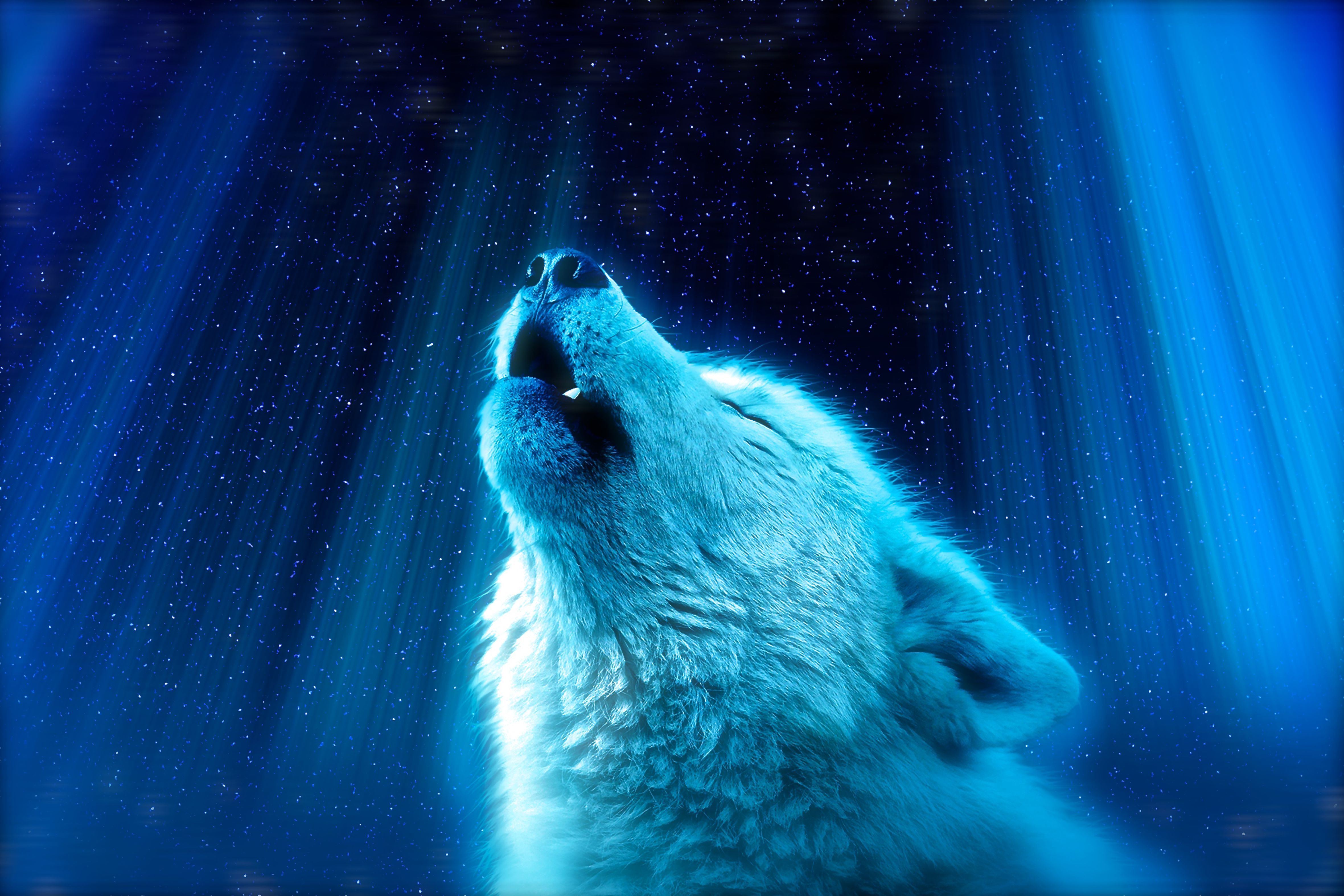 Weißer Wolf, Heulen, Blaues Licht, 4K, Desktop-Hintergrund für Windows