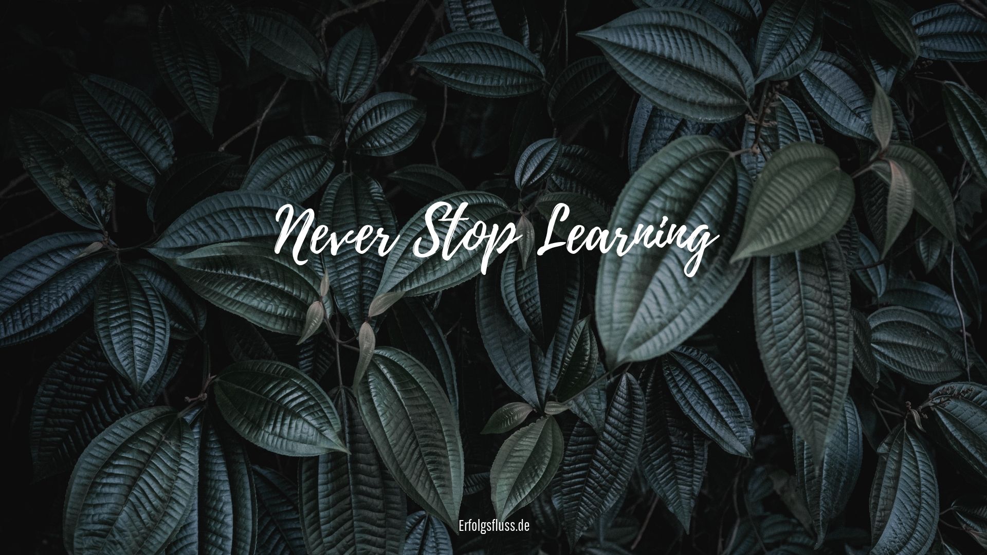 Never Stop Learning, Schriftzug, Blätter, Dunkelgrün, Full HD 1080p, Desktop-Hintergrundbild