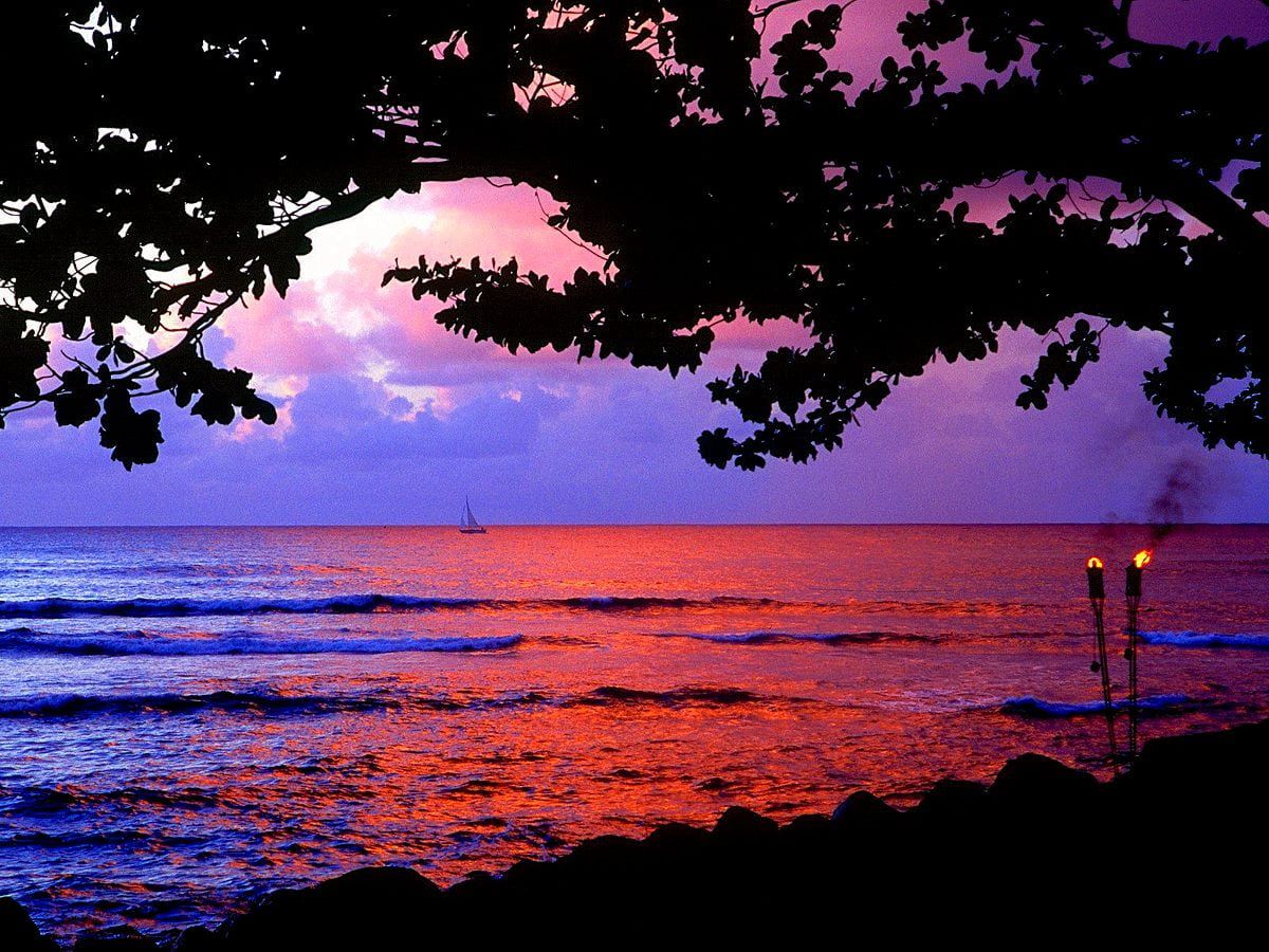 Meer, Baum-Silhouette, Sonnenuntergang, Fackeln, Violett, Hintergrundbild fürs iPad