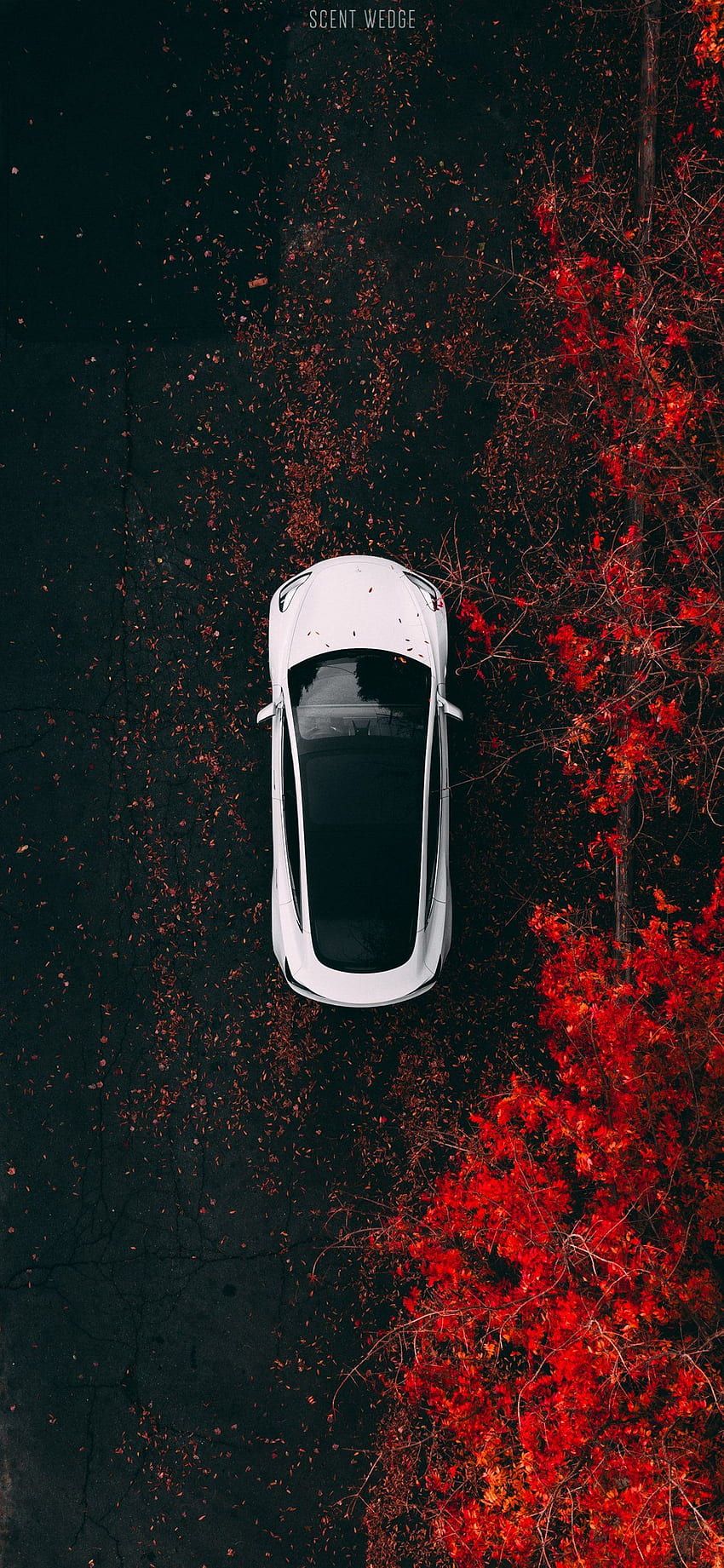 Tesla, Vogelperspektive, Herbstlaub, Rote Blätter, Weißes Auto, Hochformat, HD, Handy-Hintergrundbild