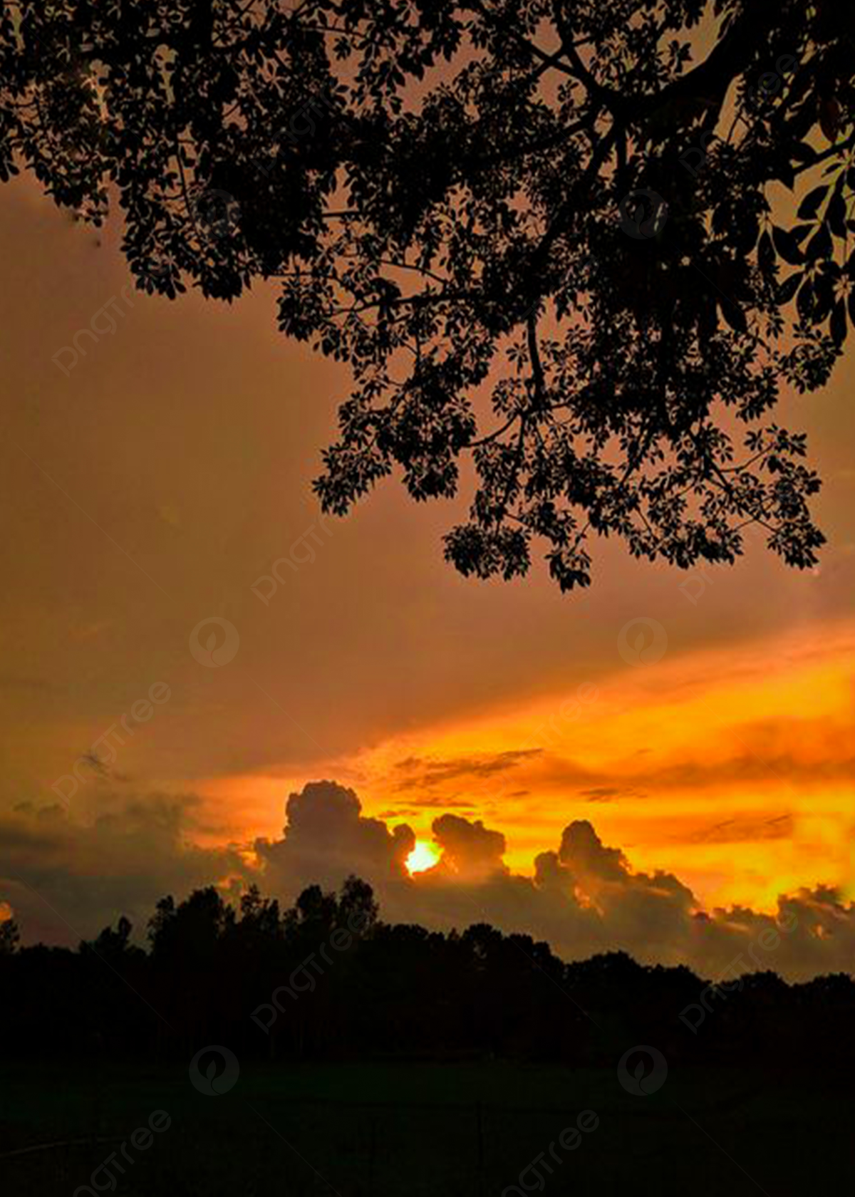 Sonnenuntergang, Baum-Silhouette, Orange, Wolken, Full HD, iPad-Hintergrundbild