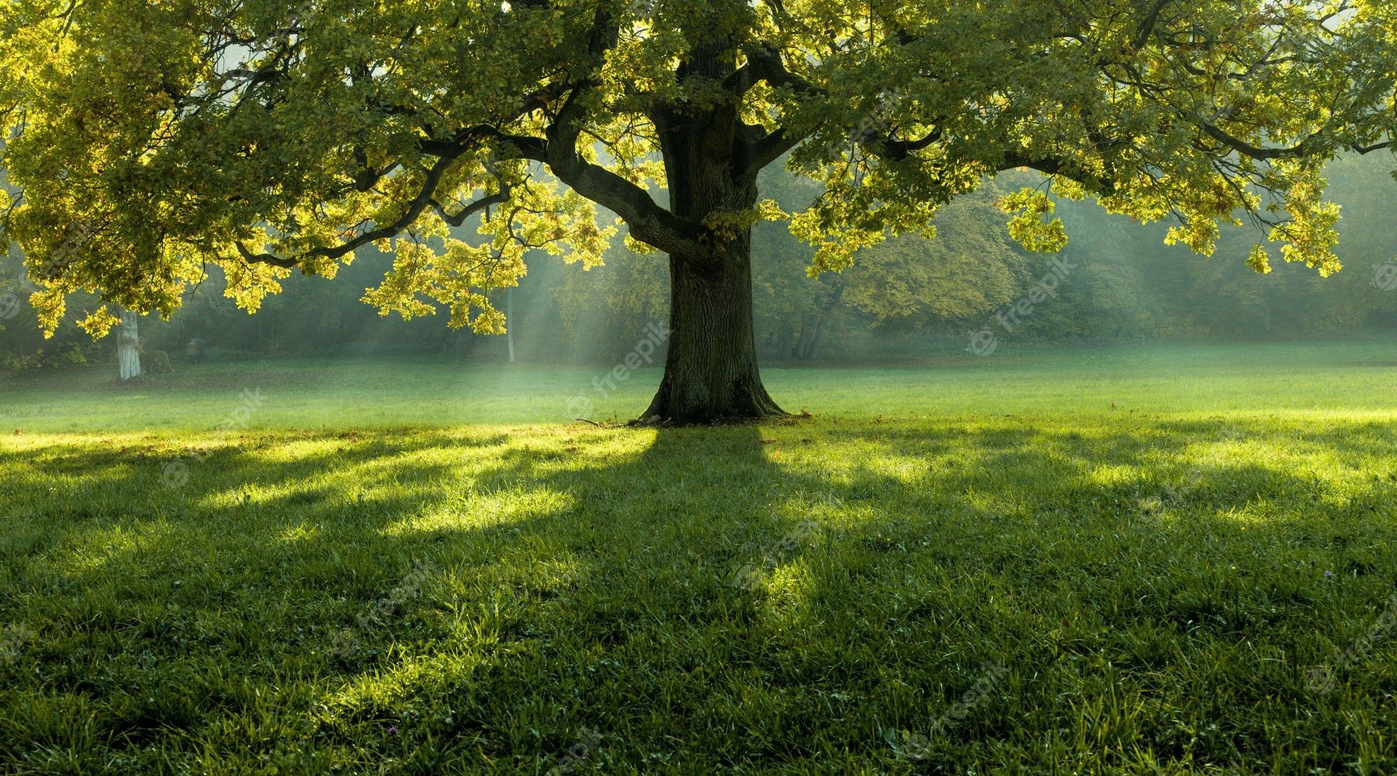 Großer Baum, Wiese, Sonnenstrahlen, Grün, Park, Full HD, Desktop-Hintergrund für Windows
