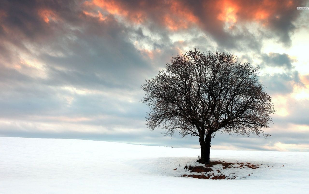 Einsamer Baum, Schnee, Wolken, Winter, Abendrot, 16:10, HD-Hintergrundbild für den Desktop