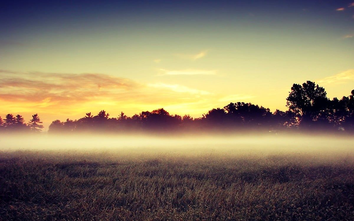 Feld, Nebel, Sonnenaufgang, Baumreihe, Goldenes Licht, Hintergrundbild