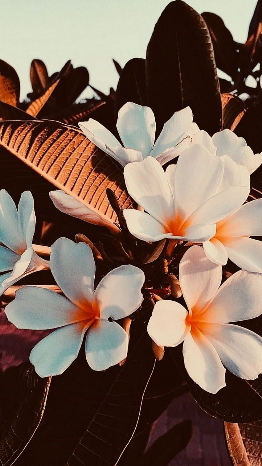 Frangipani, Weiße Blüten, Tropische Blätter, Braun, HD, Sperrbildschirm fürs iPhone