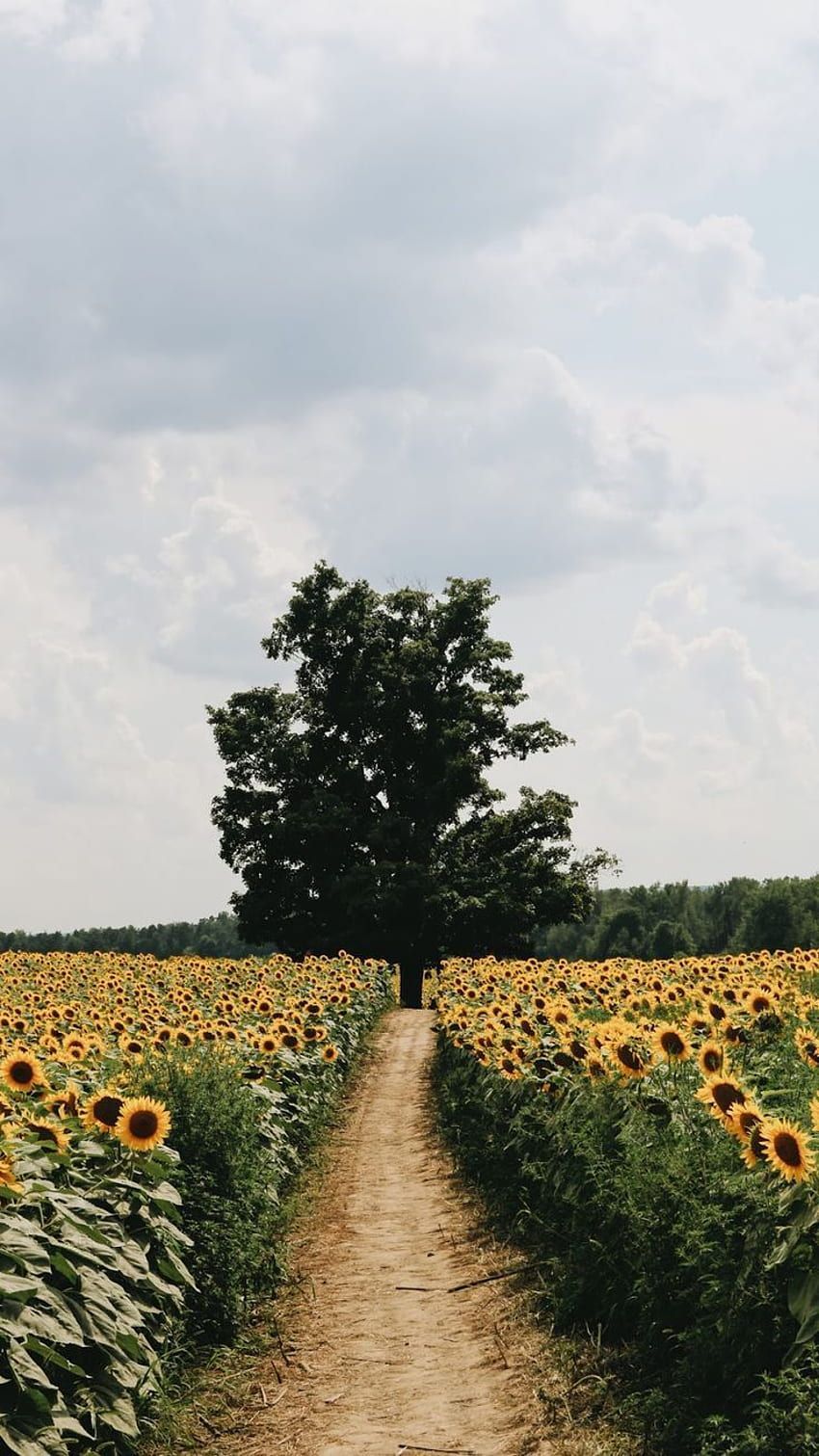 Sonnenblumenfeld, Feldweg, Baum, Wolken, HD, Hintergrundbild fürs Handy