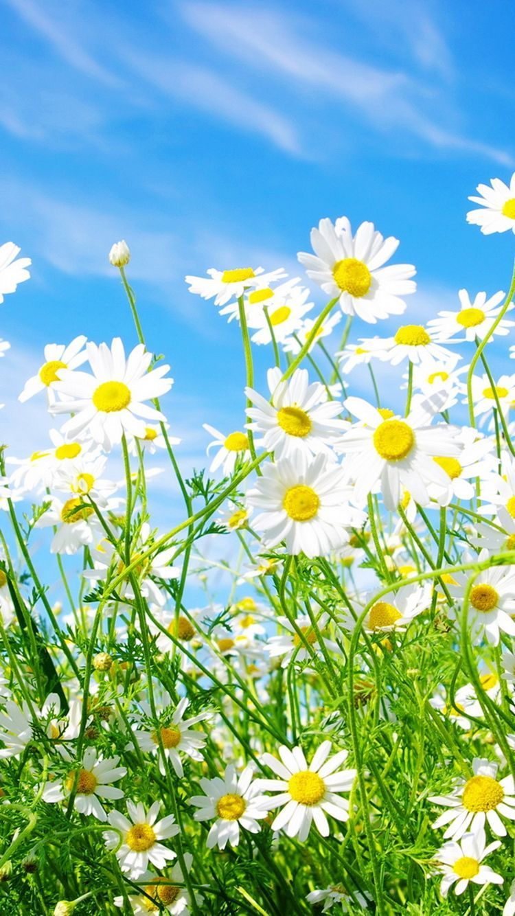 Margeriten, Blauer Himmel, Wiese, Frühling, HD, Handy-Hintergrund im Hochformat