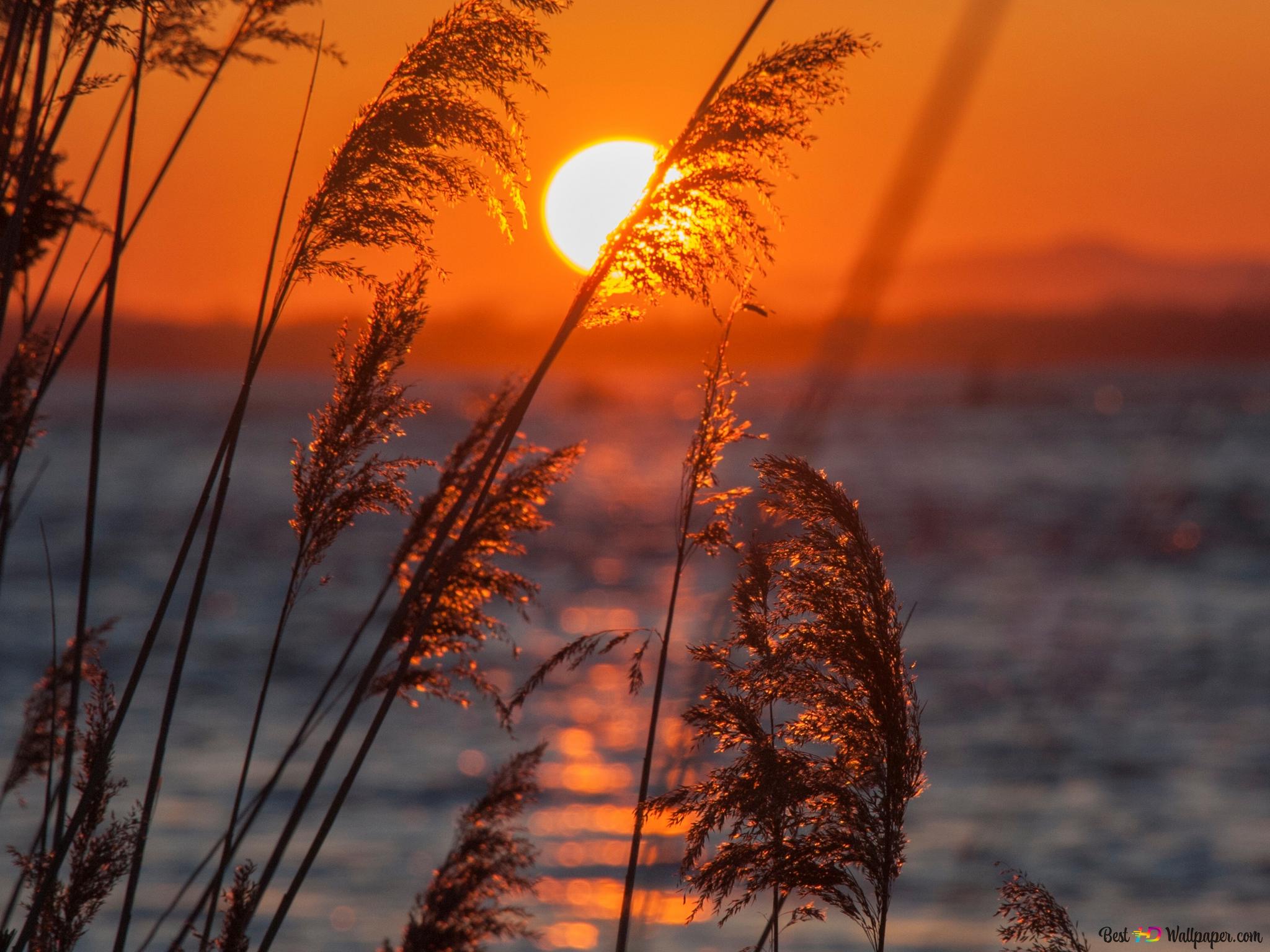 Schilf, Sonnenuntergang, See, Orange, Gräser, Full HD, Hintergrundbild fürs Tablet