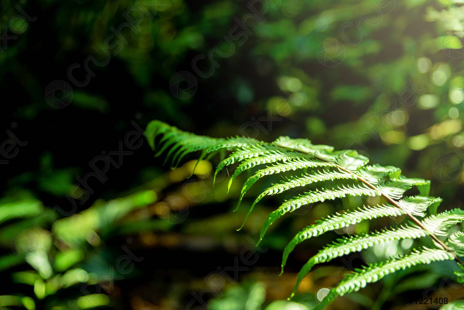 Farn, Grün, Wald, Nahaufnahme, HD, Hintergrundbild für den PC