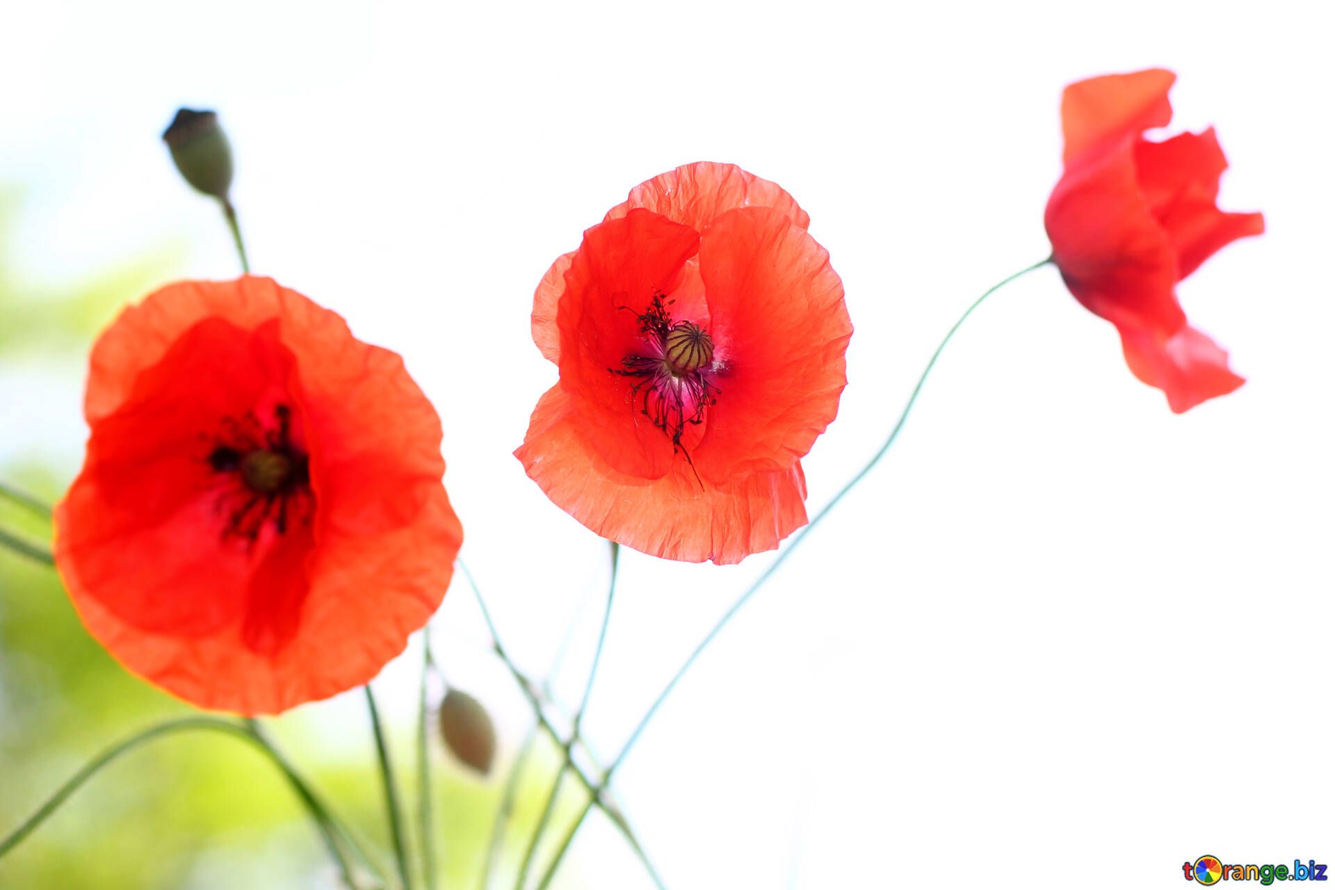 Mohnblumen, Rote Blüten, Weißer Hintergrund, Sommer, Full HD Wallpaper
