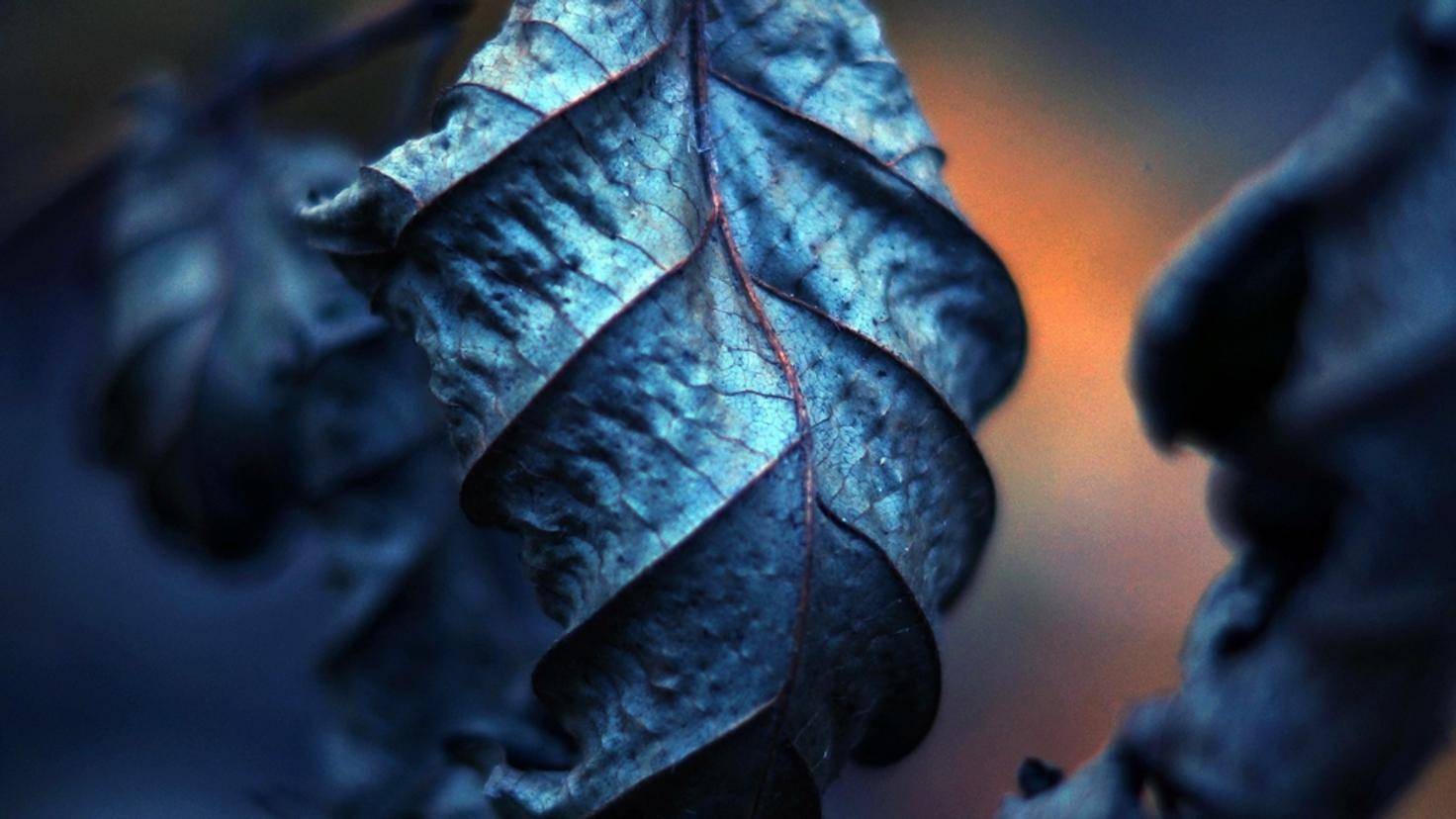Blatt, Blau, Makro, Dunkel, Blattadern, 16:9, HD-Hintergrundbild für den Desktop