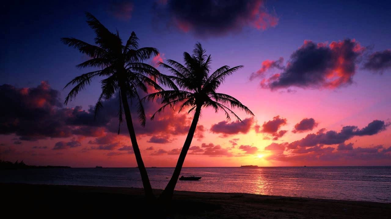 Palmen, Silhouette, Lila Wolken, Pink, Tropen, HD, Hintergrundbild für den PC