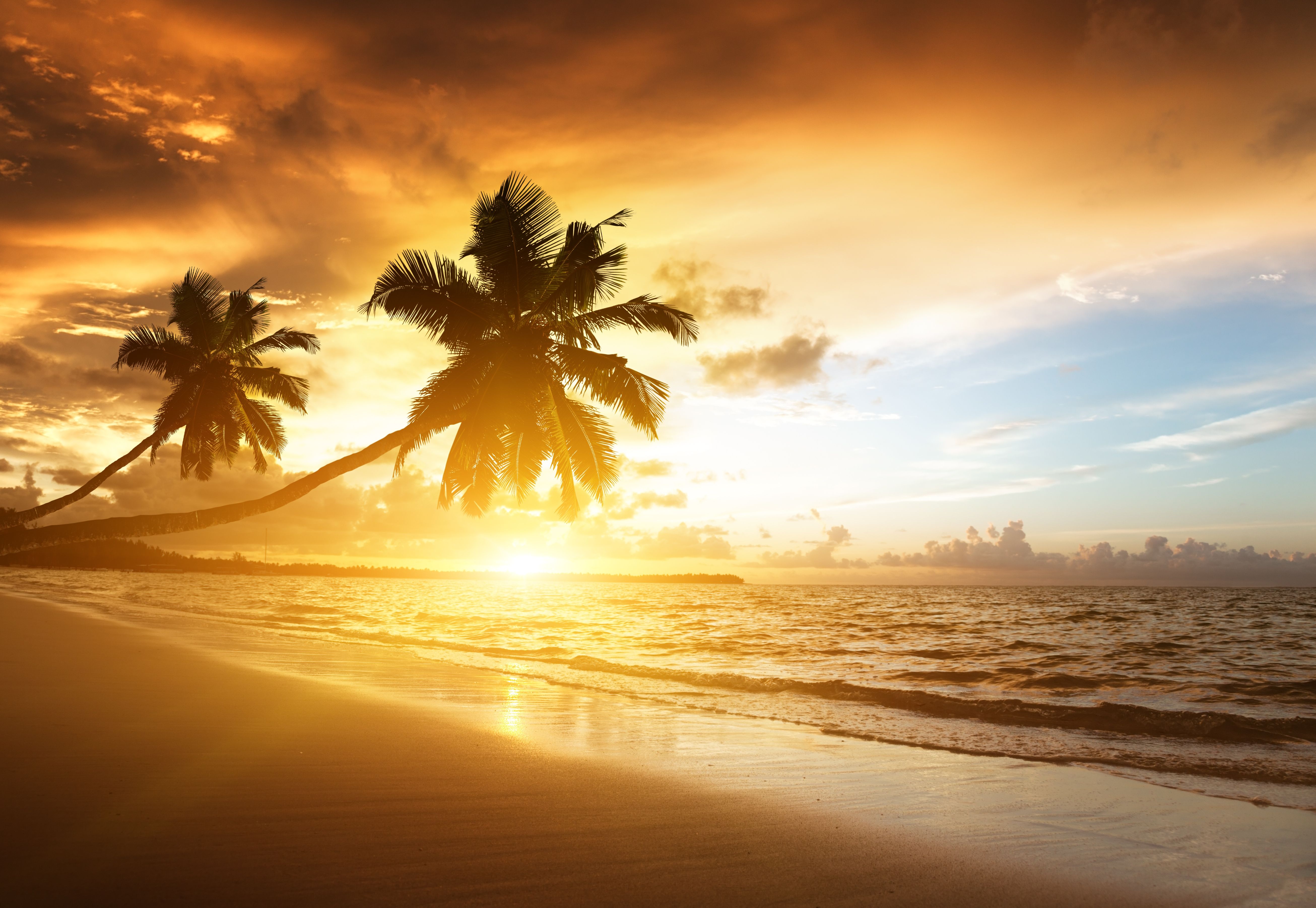 Palmen, Strand, Sonnenstrahlen, Tropen, Goldenes Licht, 5K, Hintergrund für den Desktop