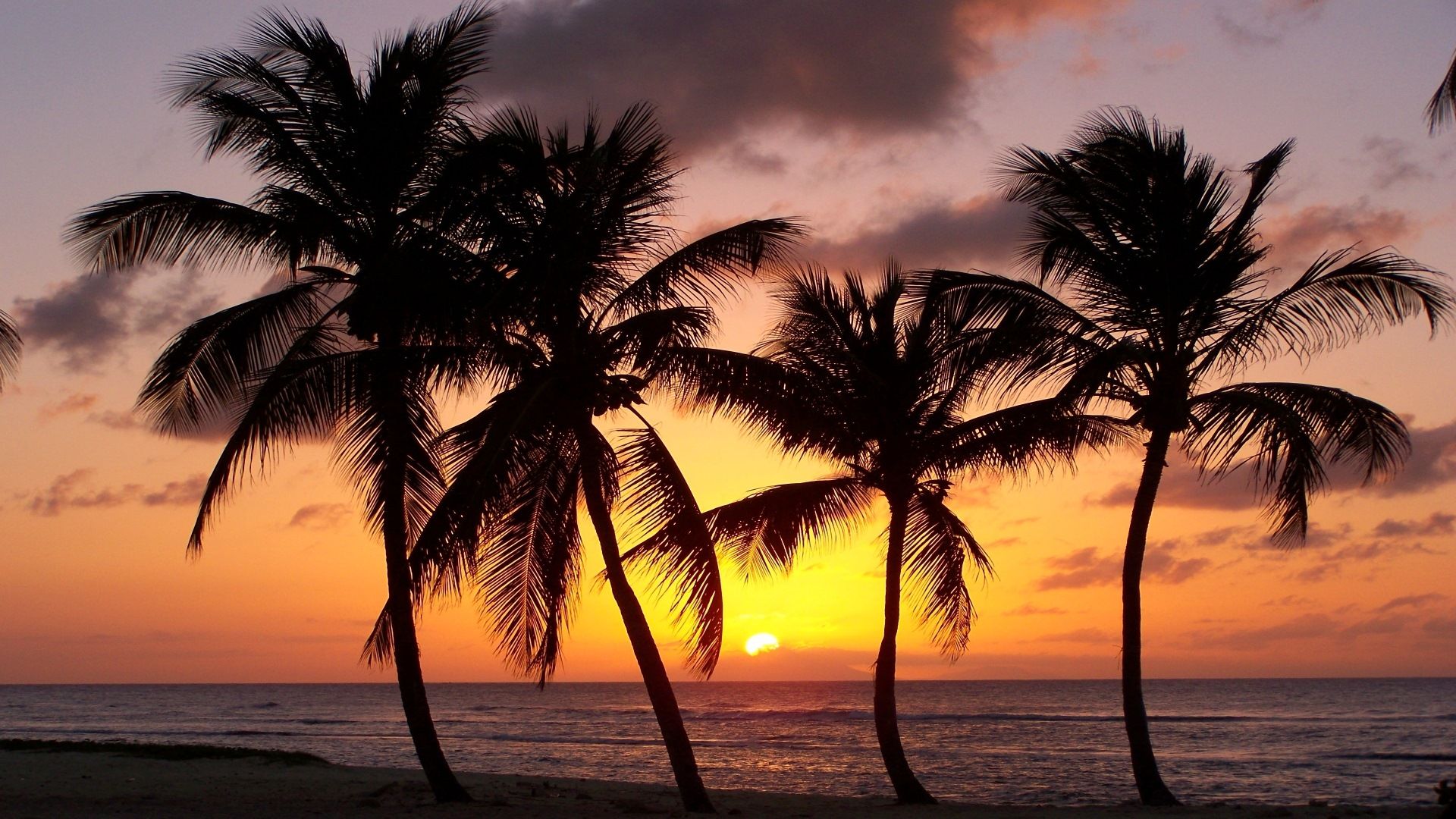 Palmen, Silhouette, Strand, Orangefarbener Himmel, Tropisch, Full HD, Laptop-Hintergrundbild