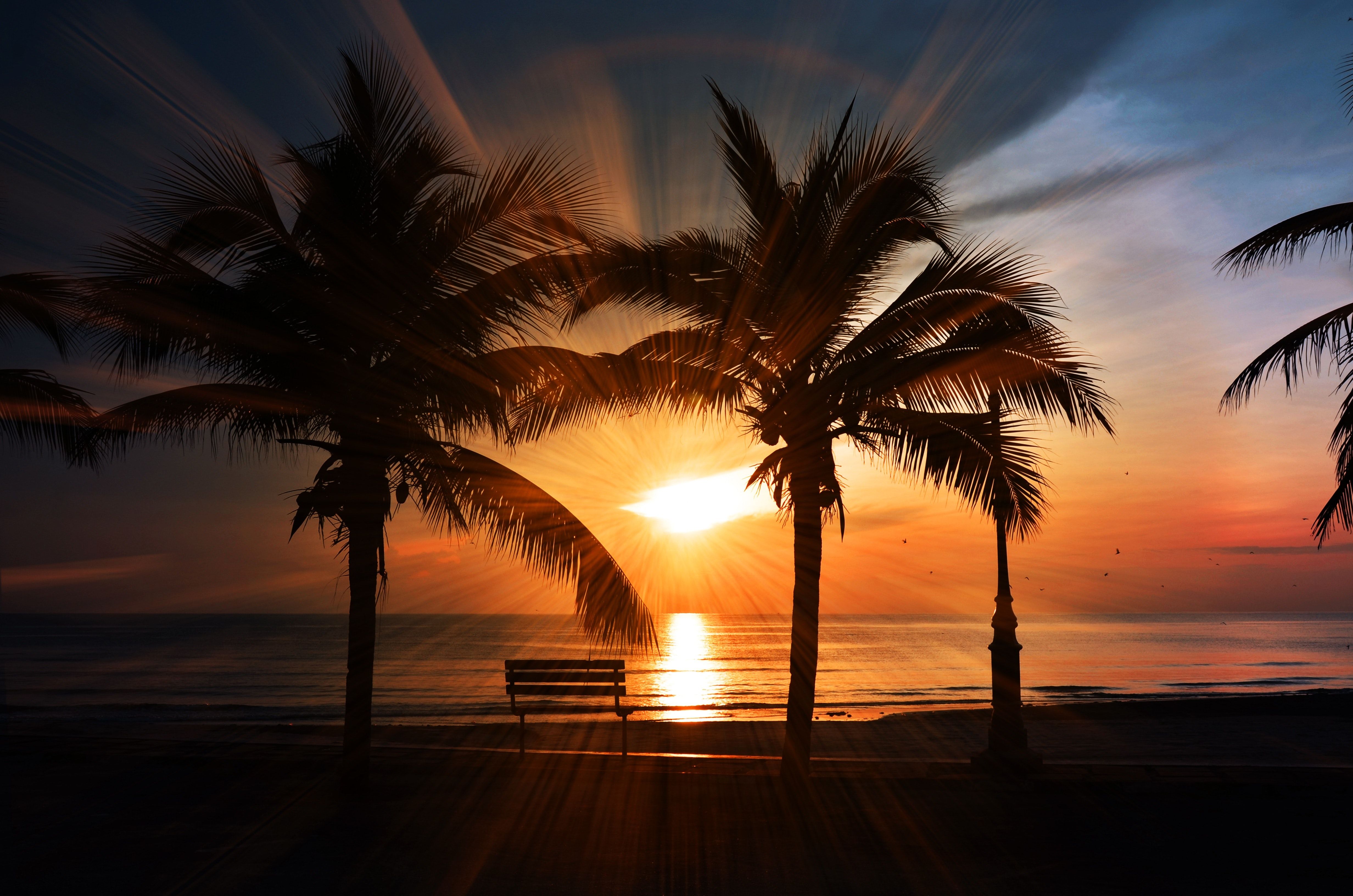 Palmen, Silhouette, Parkbank, Sonnenstrahlen, Meer, 4K, Hintergrundbild für den PC