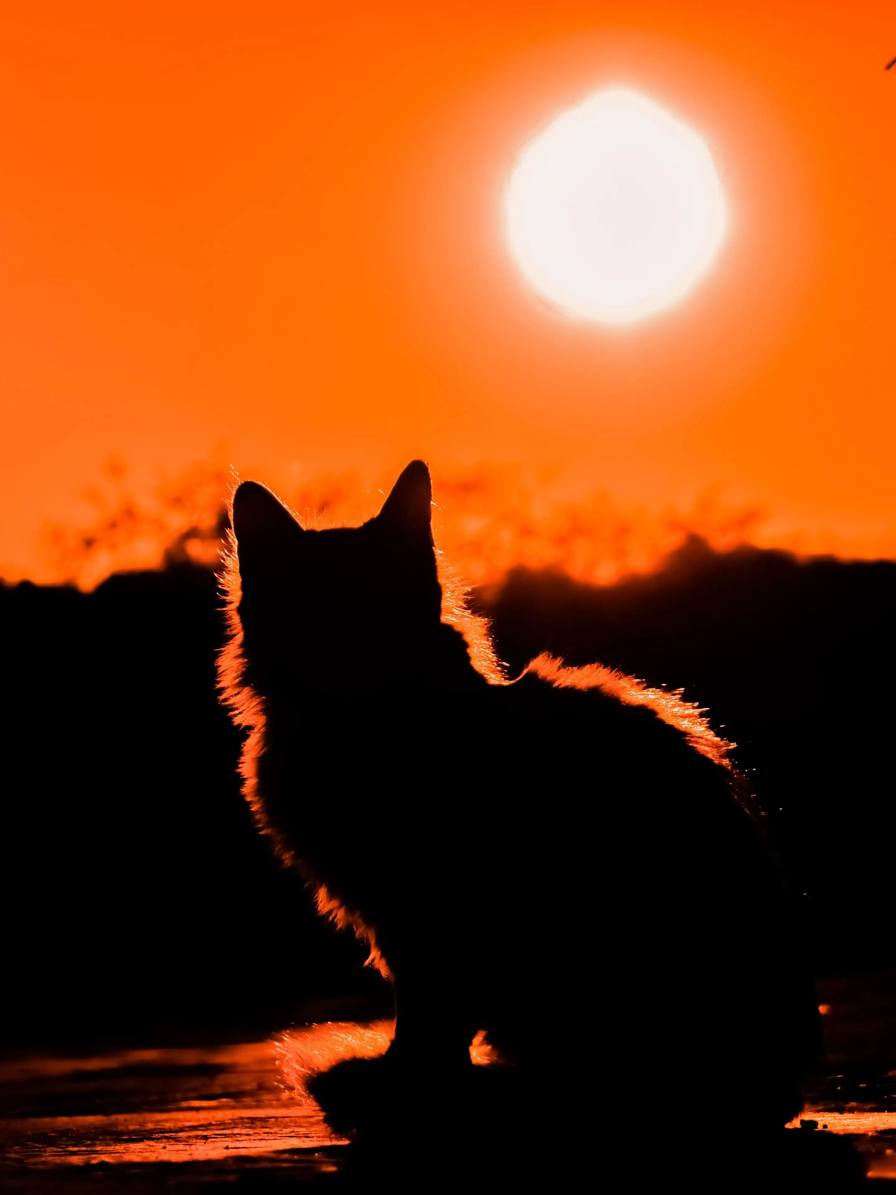 Katze, Silhouette, Orangefarbener Himmel, Sonne, Abendrot, Hintergrundbild fürs iPad