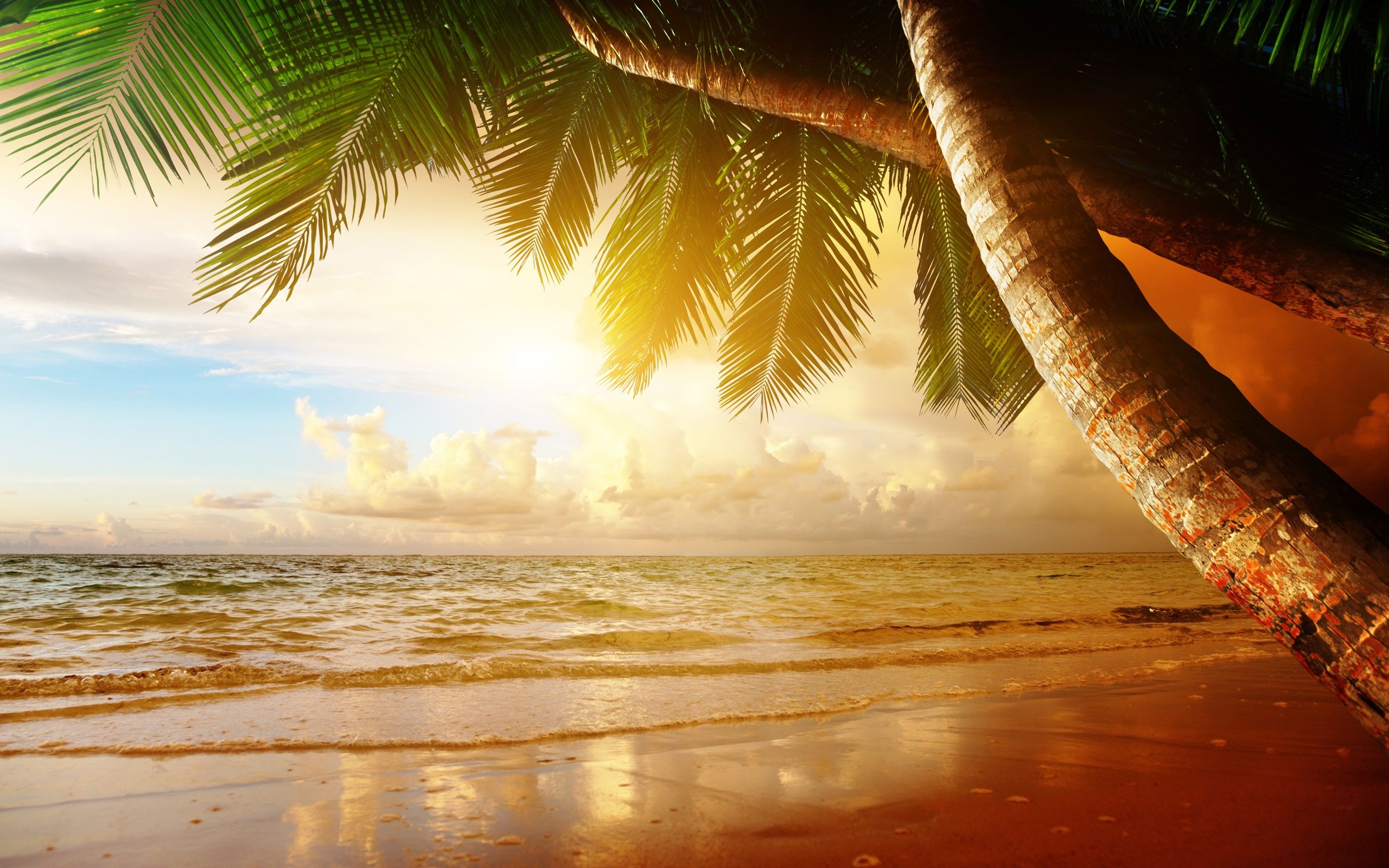 Palme, Strand, Goldenes Licht, Tropen, Meer, 2K, Desktop-Hintergrund für Windows