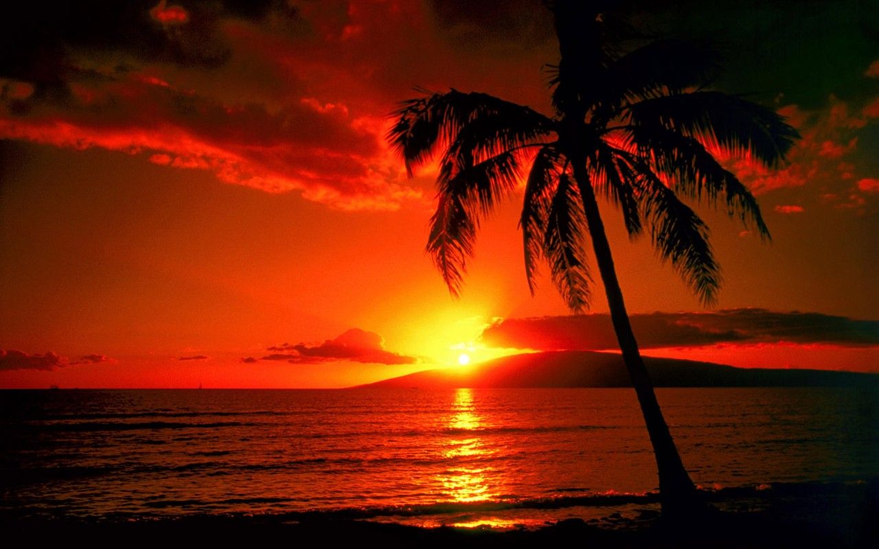 Palme, Silhouette, Roter Himmel, Meer, Tropisch, 16:10, HD-Hintergrundbild für den Desktop