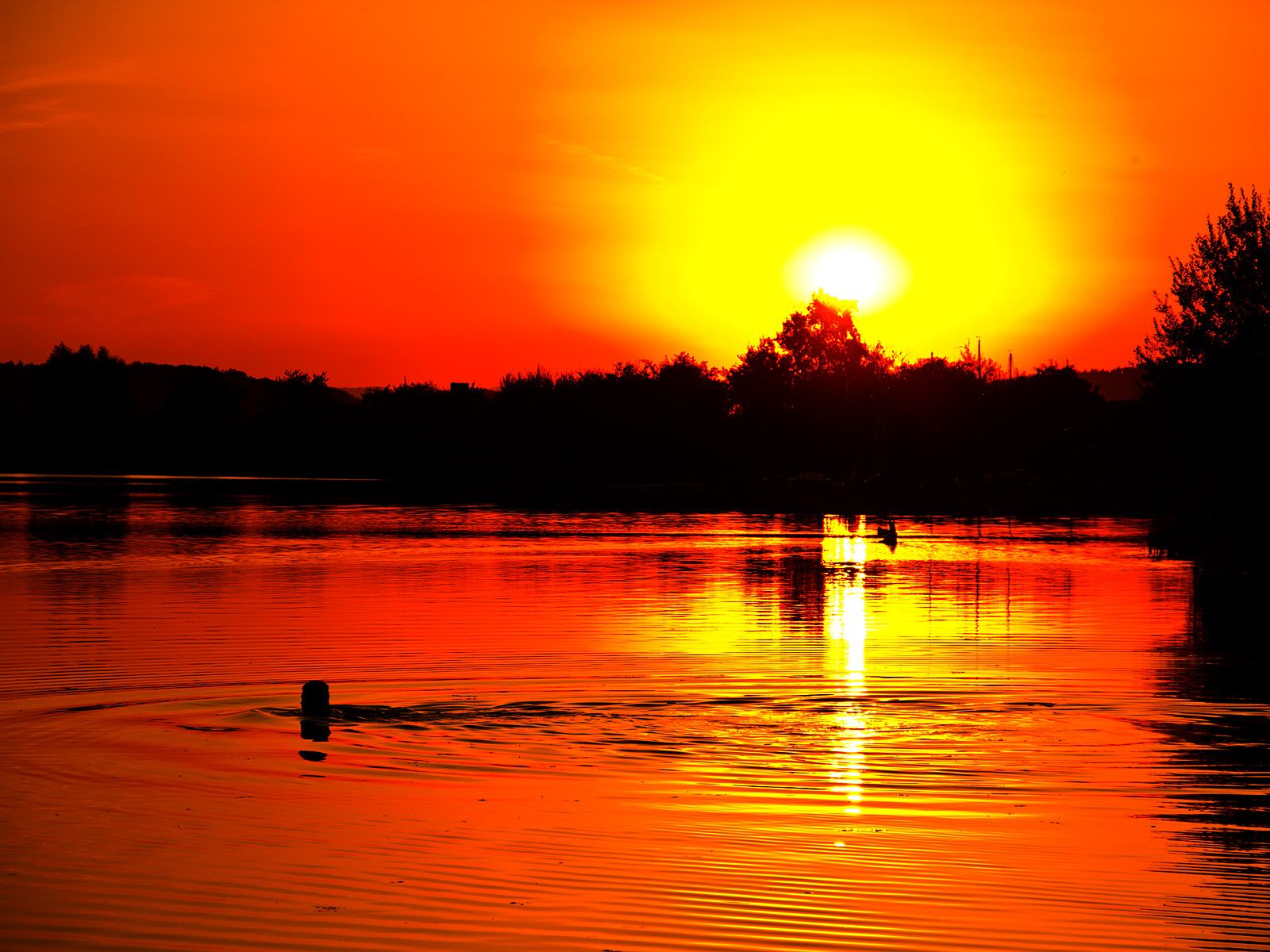 See, Spiegelung, Roter Himmel, Bäume, Silhouette, HD, iPad-Hintergrundbild