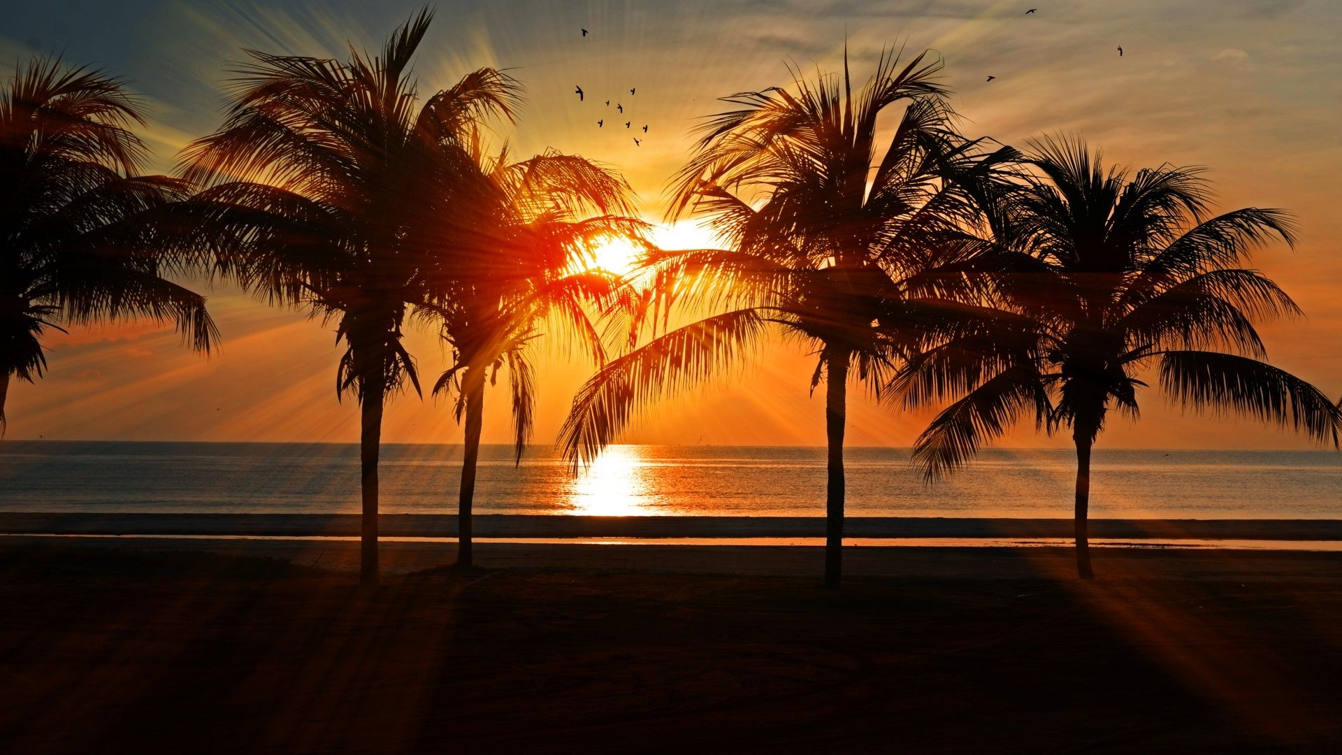 Palmen, Silhouette, Strand, Sonnenstrahlen, Tropen, Full HD 1080p, Desktop-Hintergrundbild