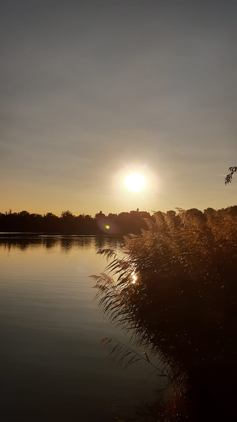 See, Schilf, Sonne, Spiegelung, Ruhe, Hochformat, Hintergrundbild fürs Smartphone