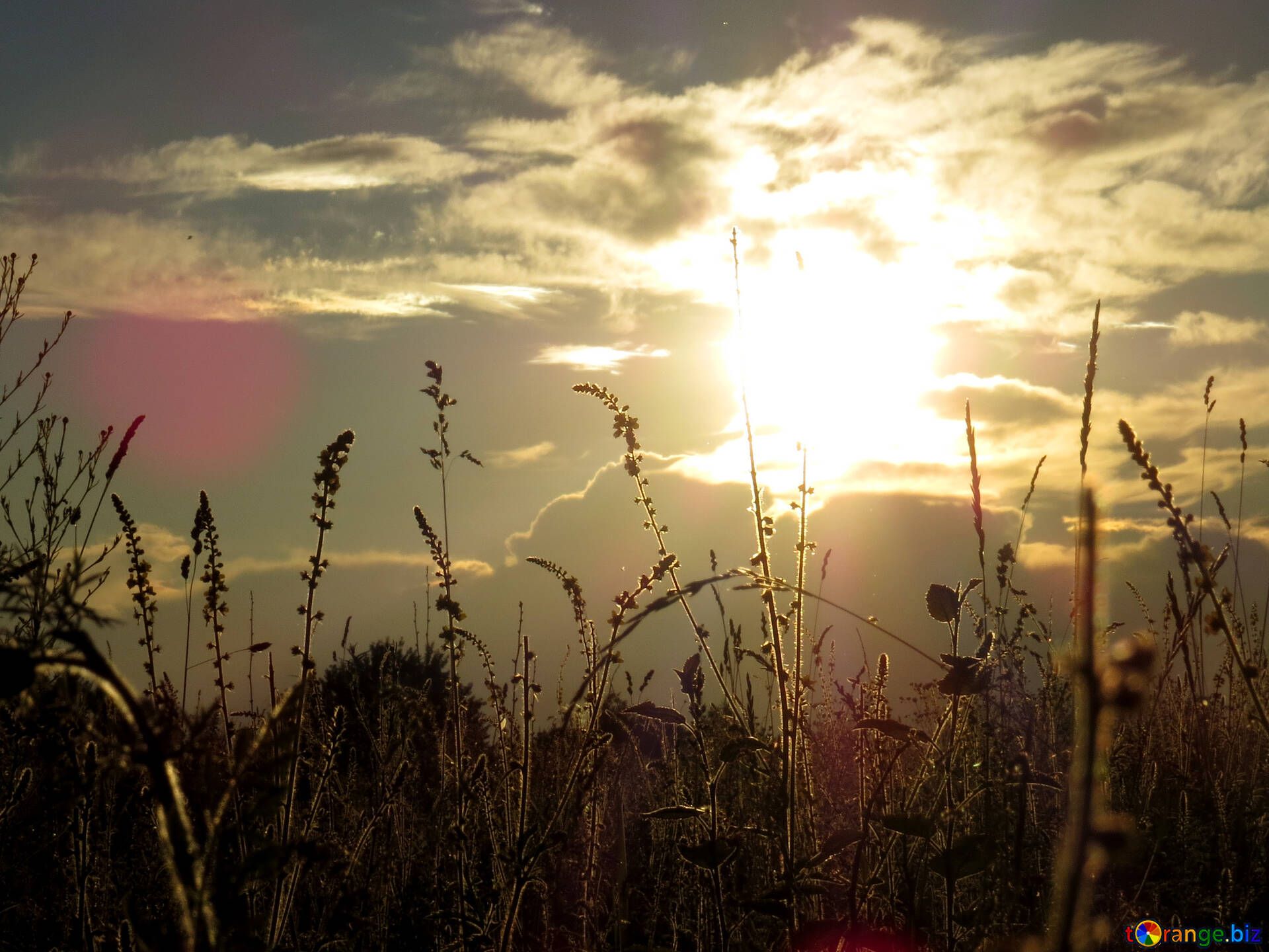 Gräser, Gegenlicht, Wolken, Sonnenstrahlen, Natur, Full HD, iPad-Hintergrundbild