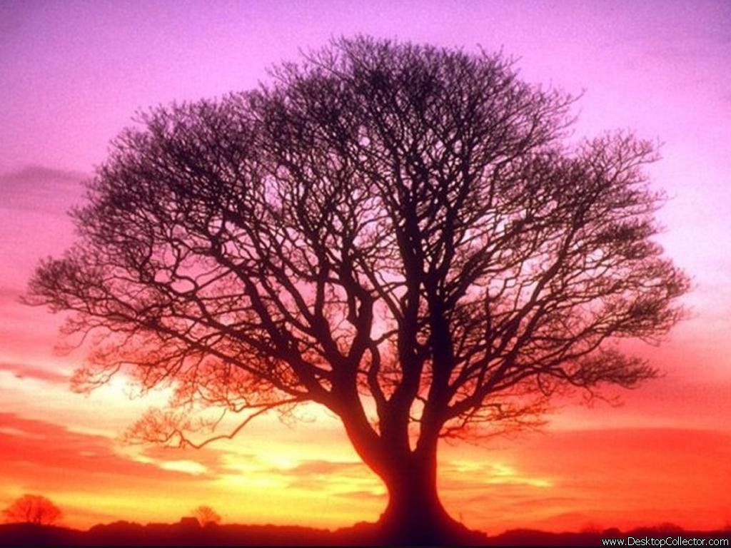 Baum, Silhouette, Pink, Roter Himmel, Einzelbaum, Hintergrundbild für iPad und Tablet