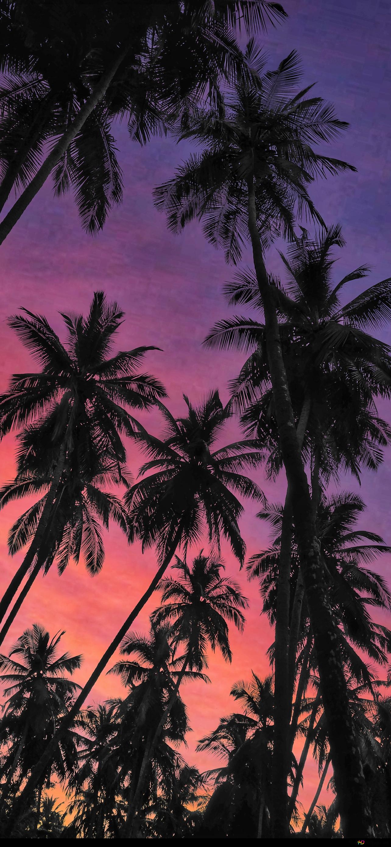 Palmen, Froschperspektive, Silhouette, Lila Himmel, Tropen, Android-Hintergrundbild