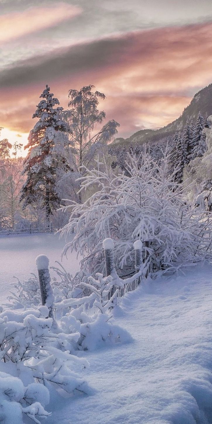 Verschneite Bäume, Winterlandschaft, Schnee, Rosa Wolken, HD, Handy-Hintergrundbild