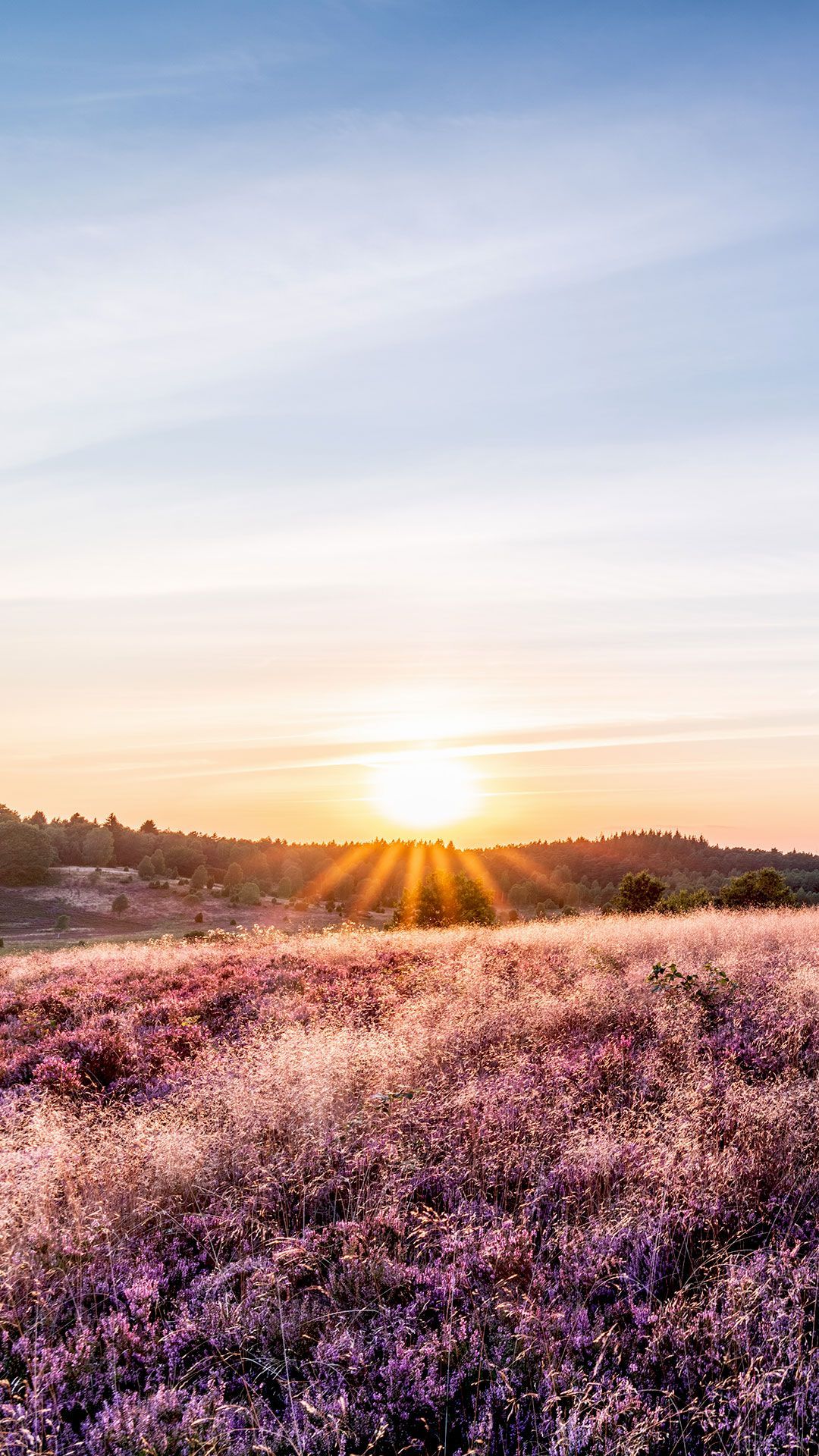 Sonnenuntergang, Heide, Feld, Abendlicht, Hochformat, Full HD, Hintergrundbild fürs Handy