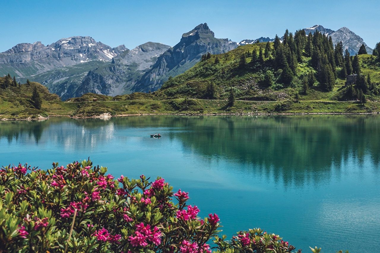 Bergsee, Alpenrosen, Gebirge, Alpen, Sommer, Blauer Himmel, HD, Desktop-Hintergrund