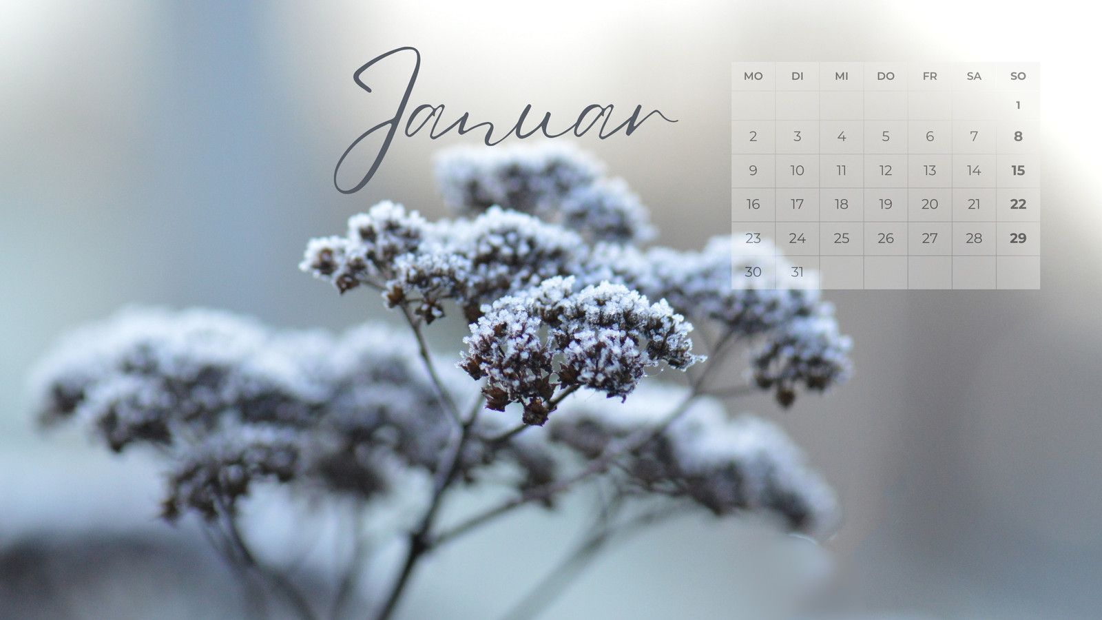 Kalender, Januar, Raureif, Winter, Pflanze, Unschärfe, 16:9, HD-Hintergrundbild für den Desktop