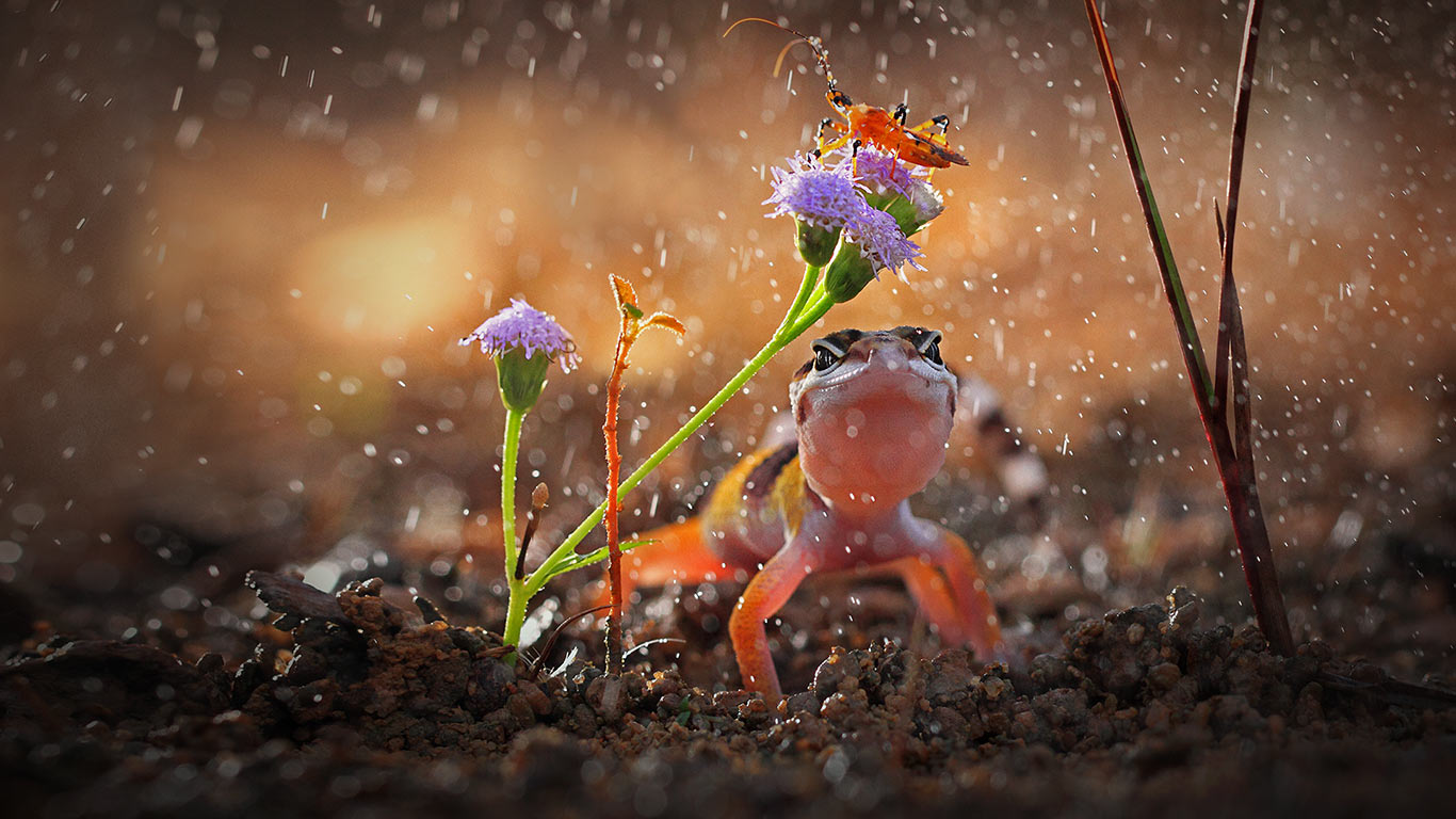 Frosch, Regen, Blumen, Makro, Bokeh, Tier, 16:9, HD-Hintergrundbild für den Desktop